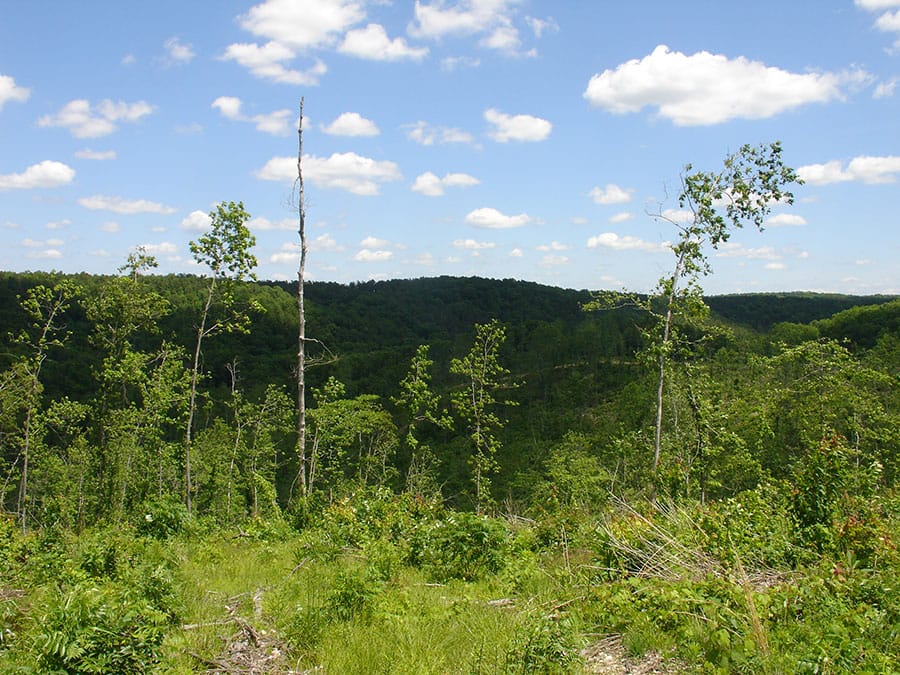 Antler Ridge Tract 11 photo 1