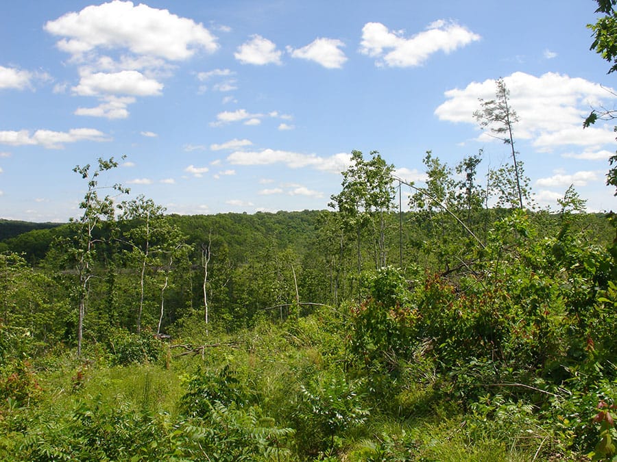 Antler Ridge Tract 11 photo 6