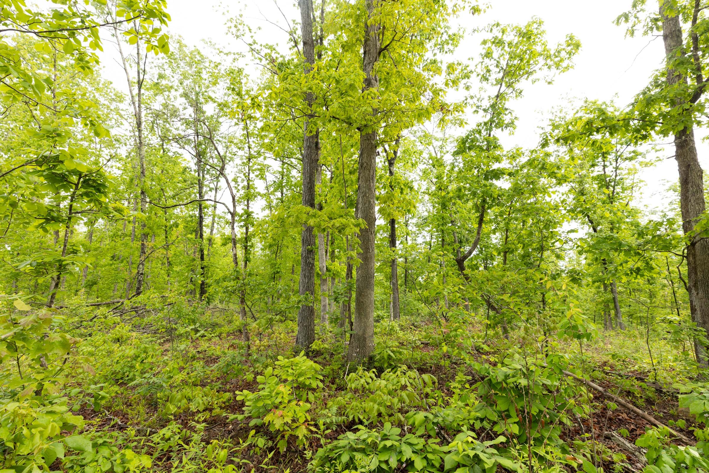 Stardust Estates Tract 36 photo 10