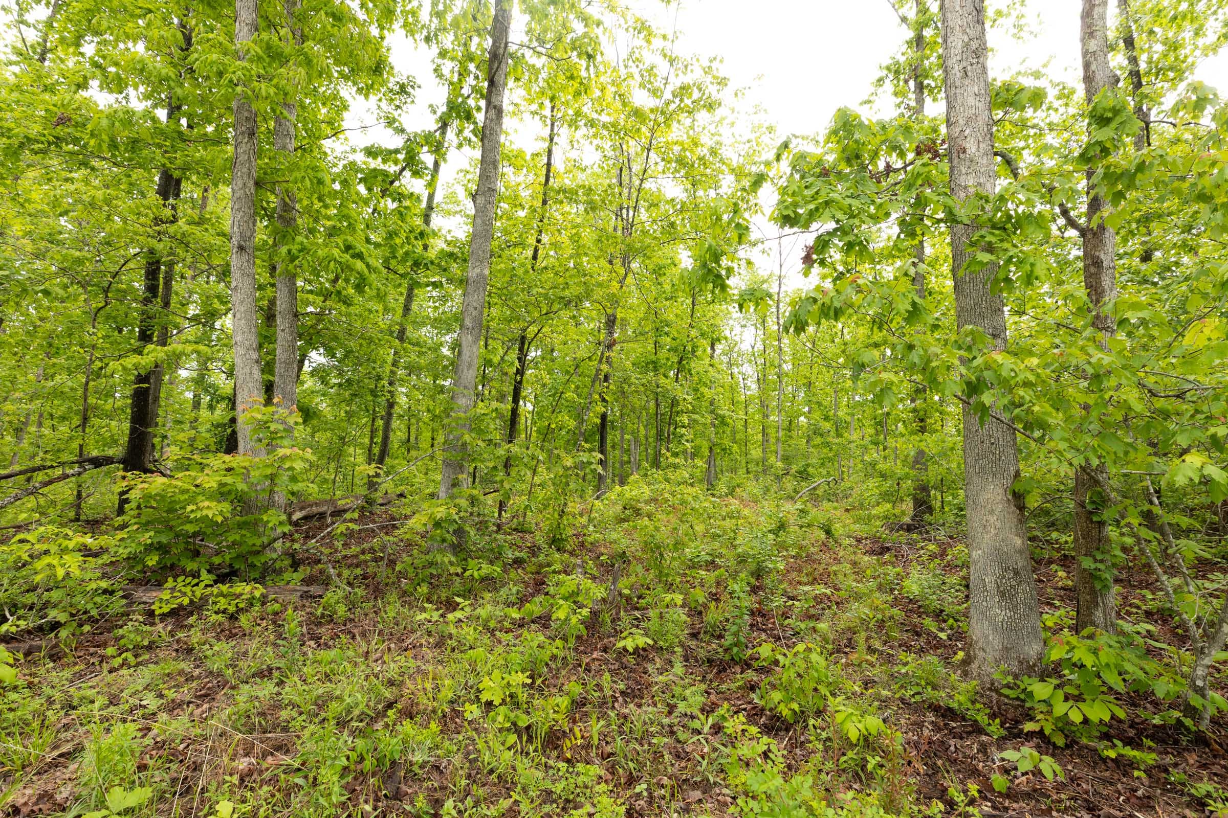 Stardust Estates Tract 36 photo 6