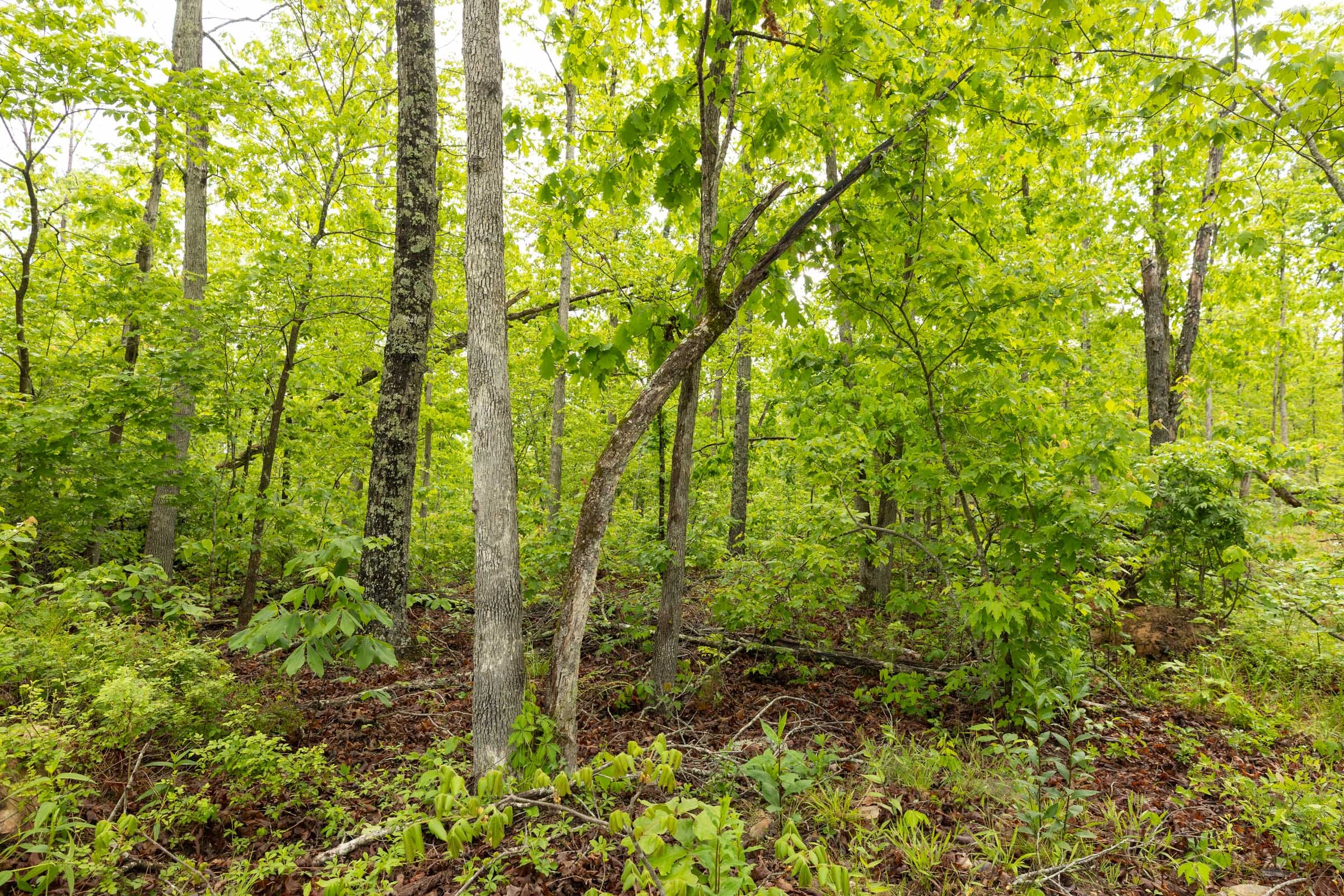 Stardust Estates Tract 36 photo 5