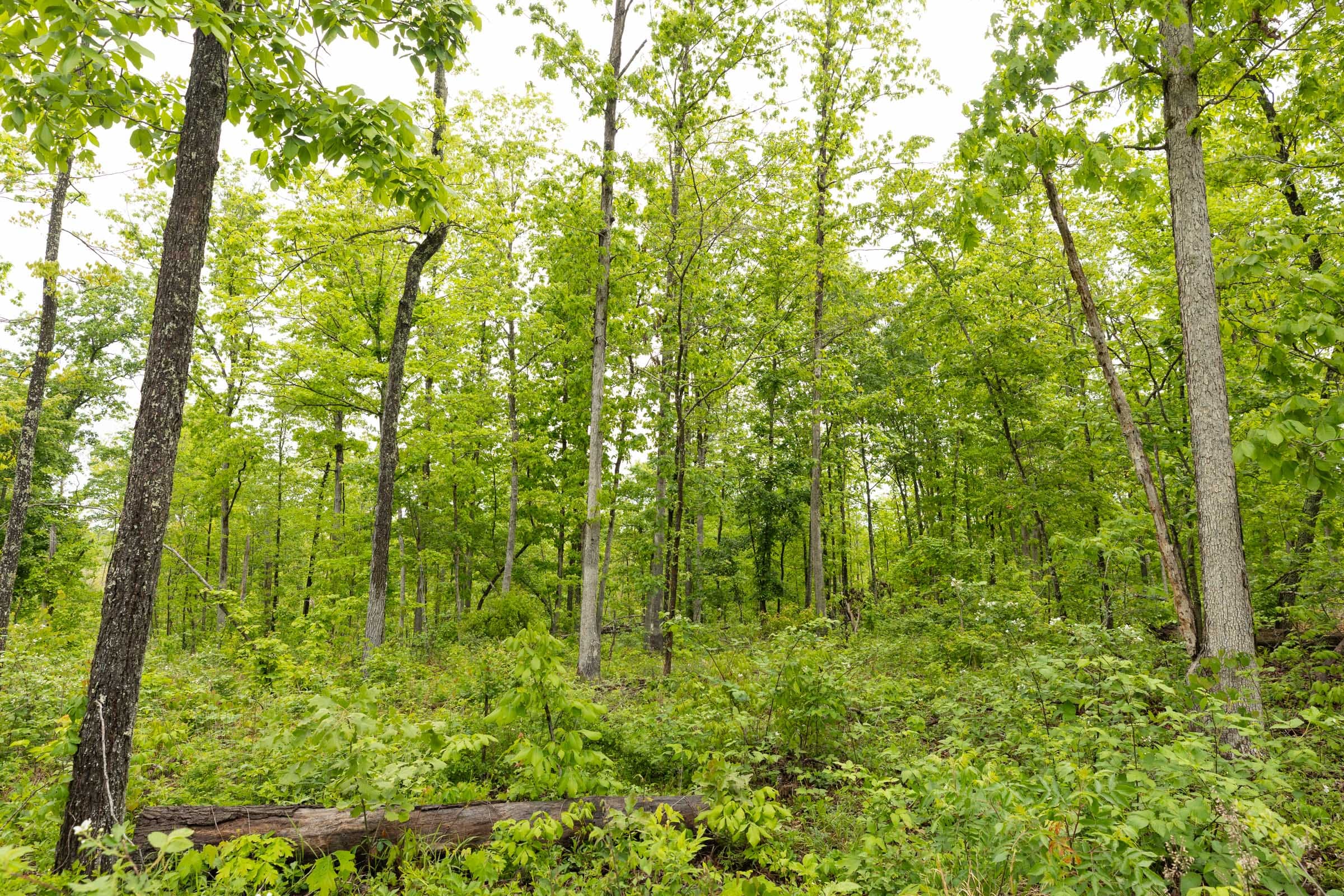 Stardust Estates Tract 36 photo 4