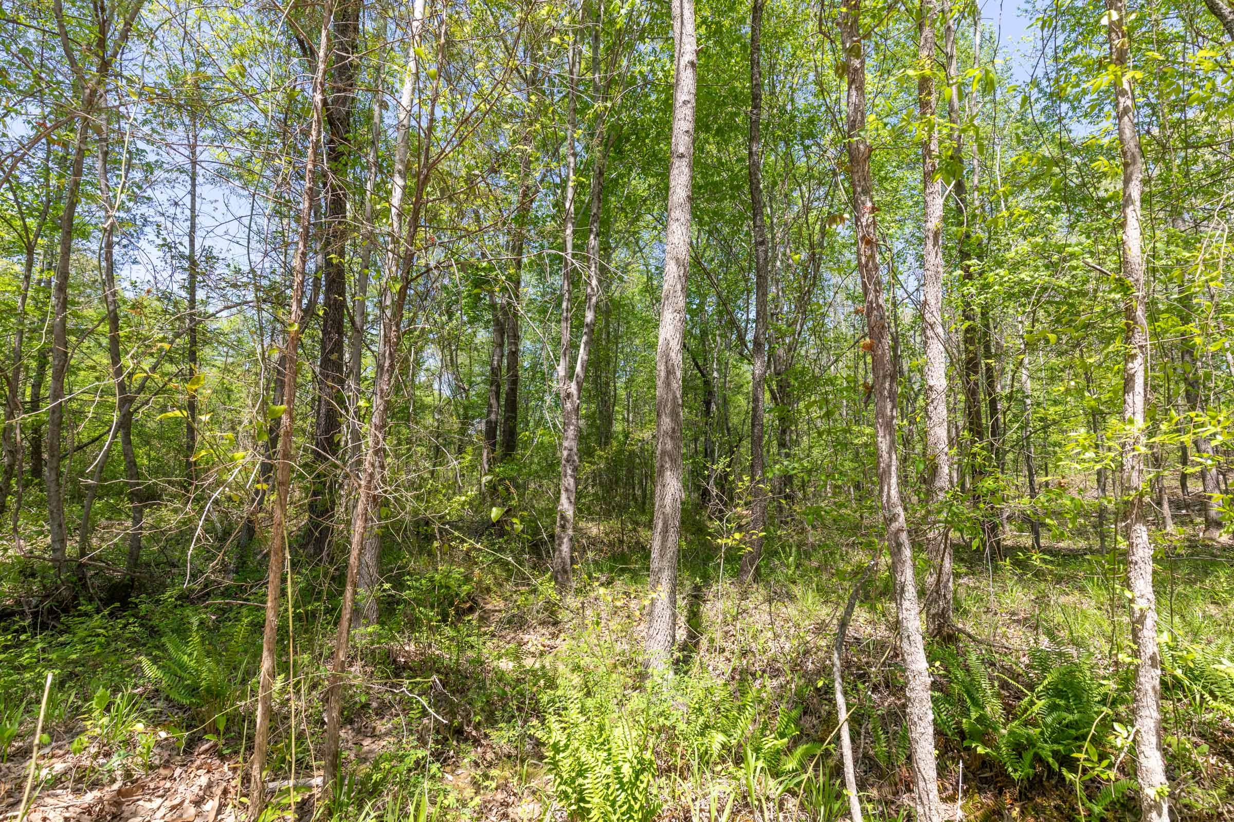 Clear Wood Tract 1 photo 13