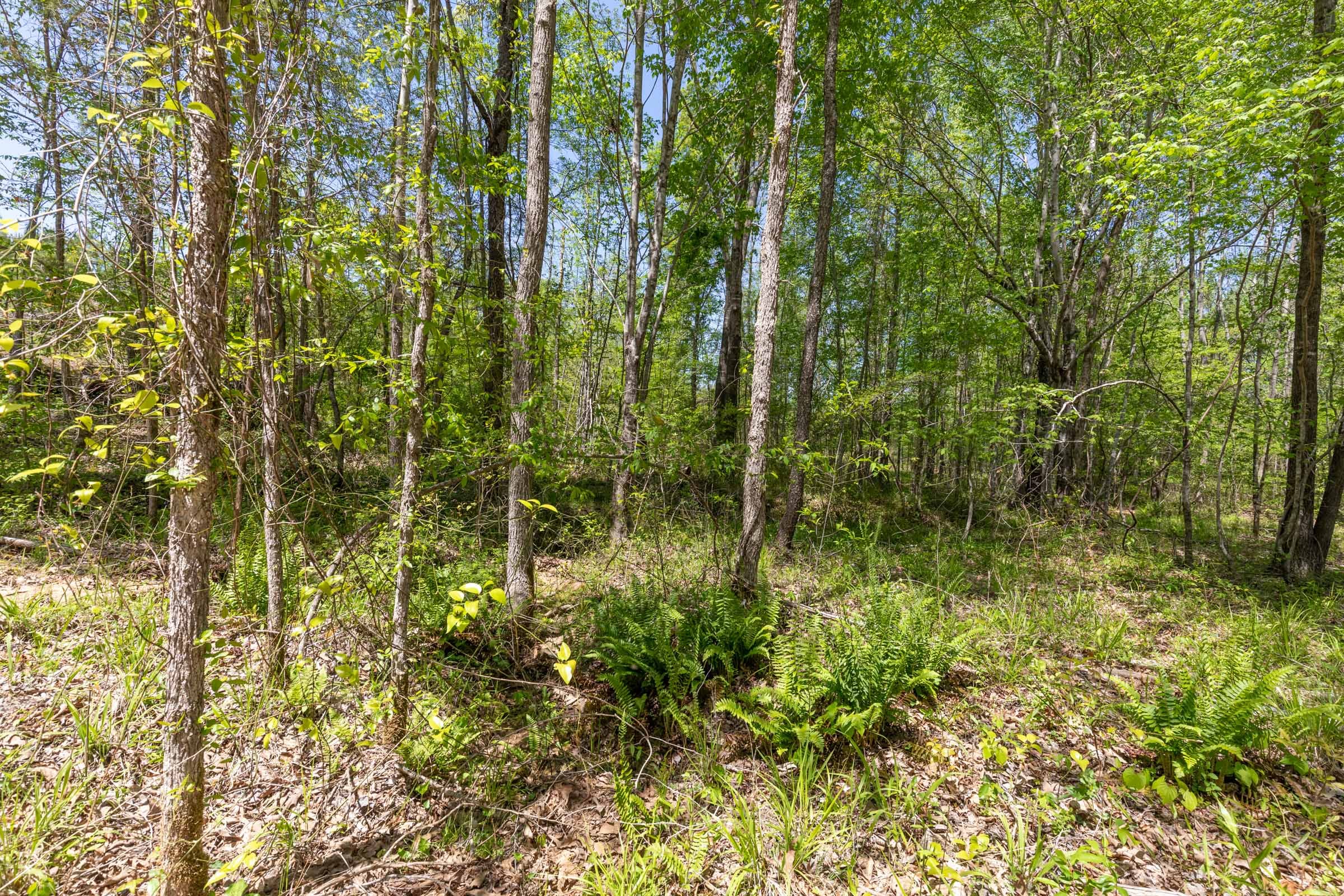 Clear Wood Tract 1 photo 14