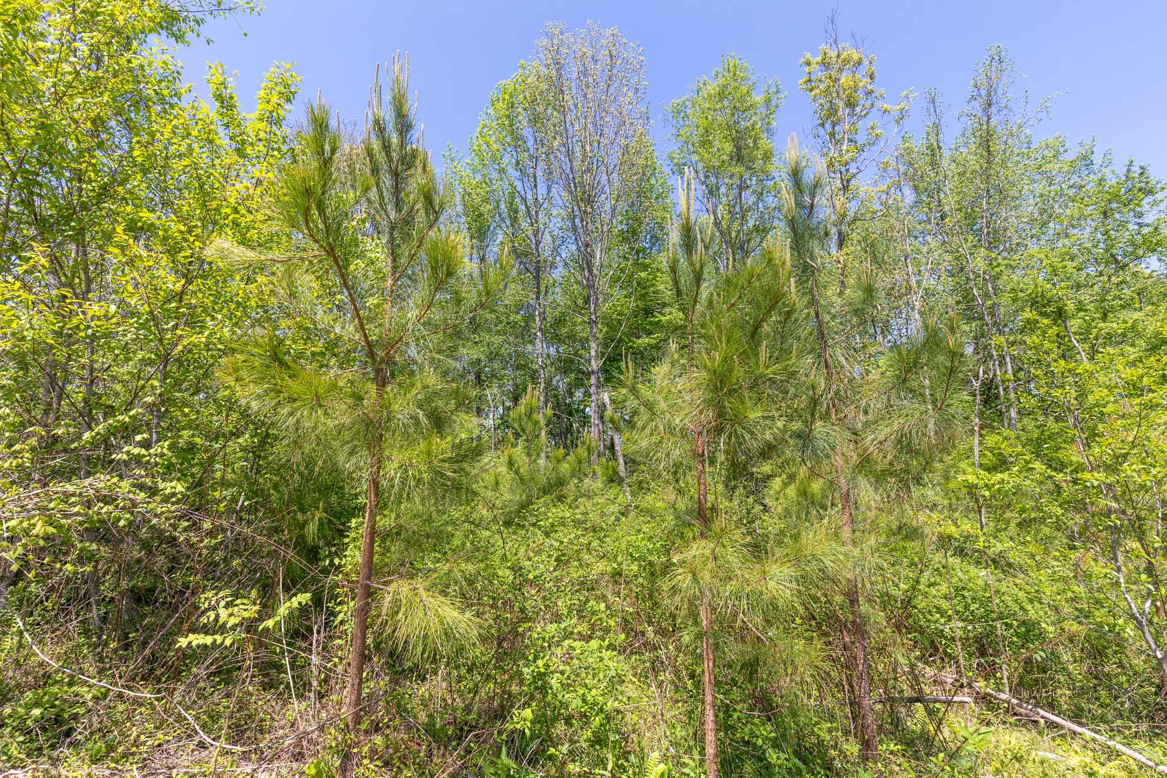 Clear Wood Tract 1 photo 16