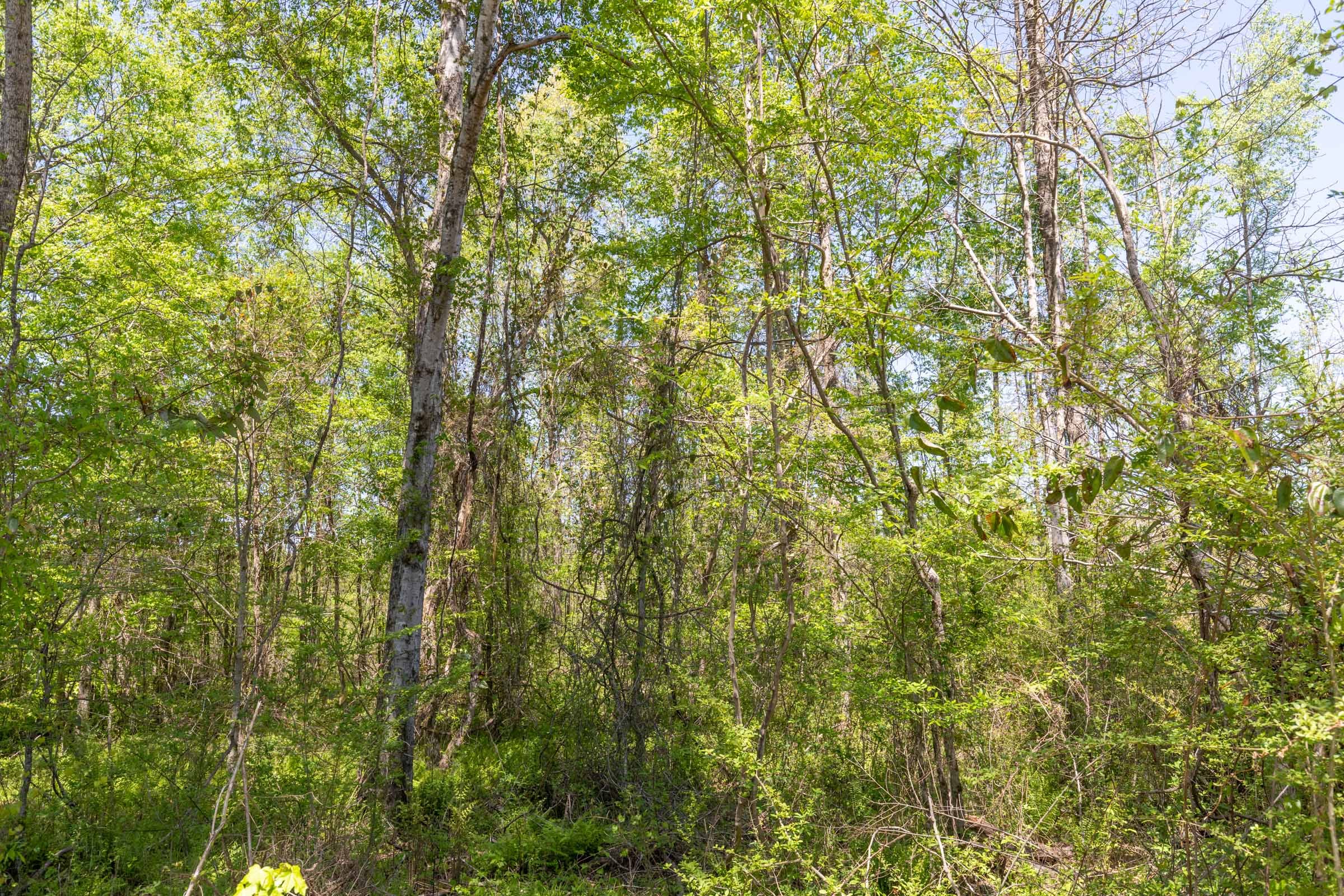 Clear Wood Tract 1 photo 17