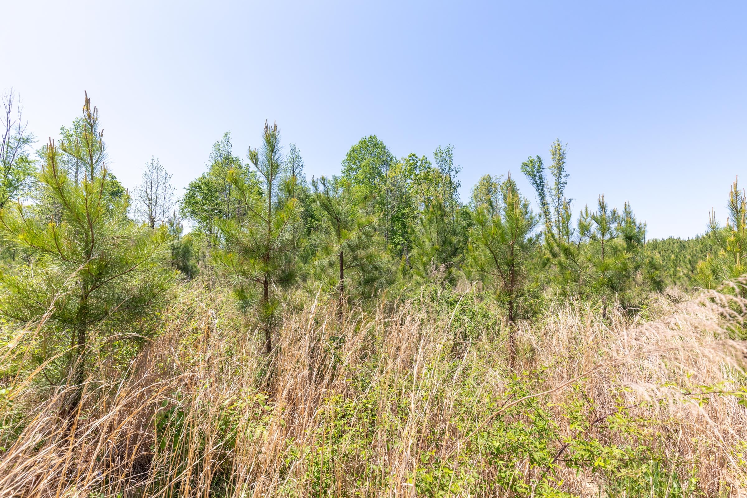 Clear Wood Tract 1 photo 19