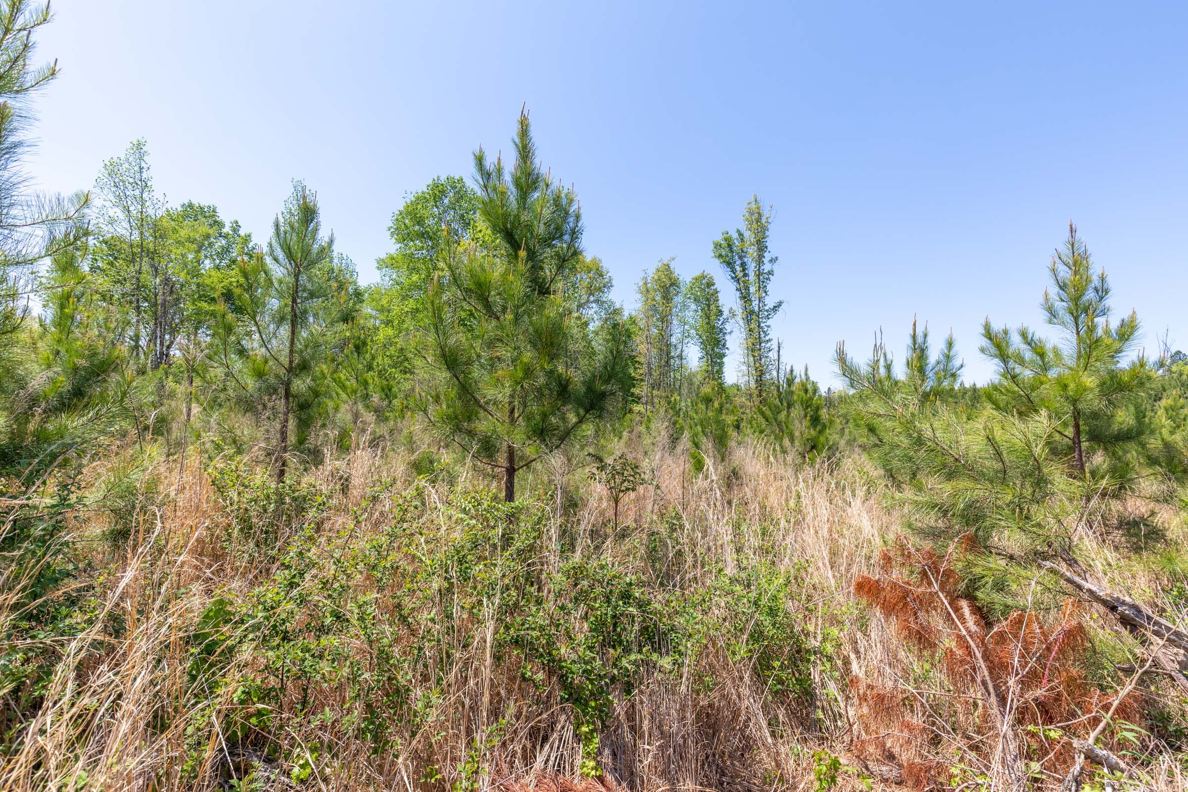 Clear Wood Tract 1 photo 20