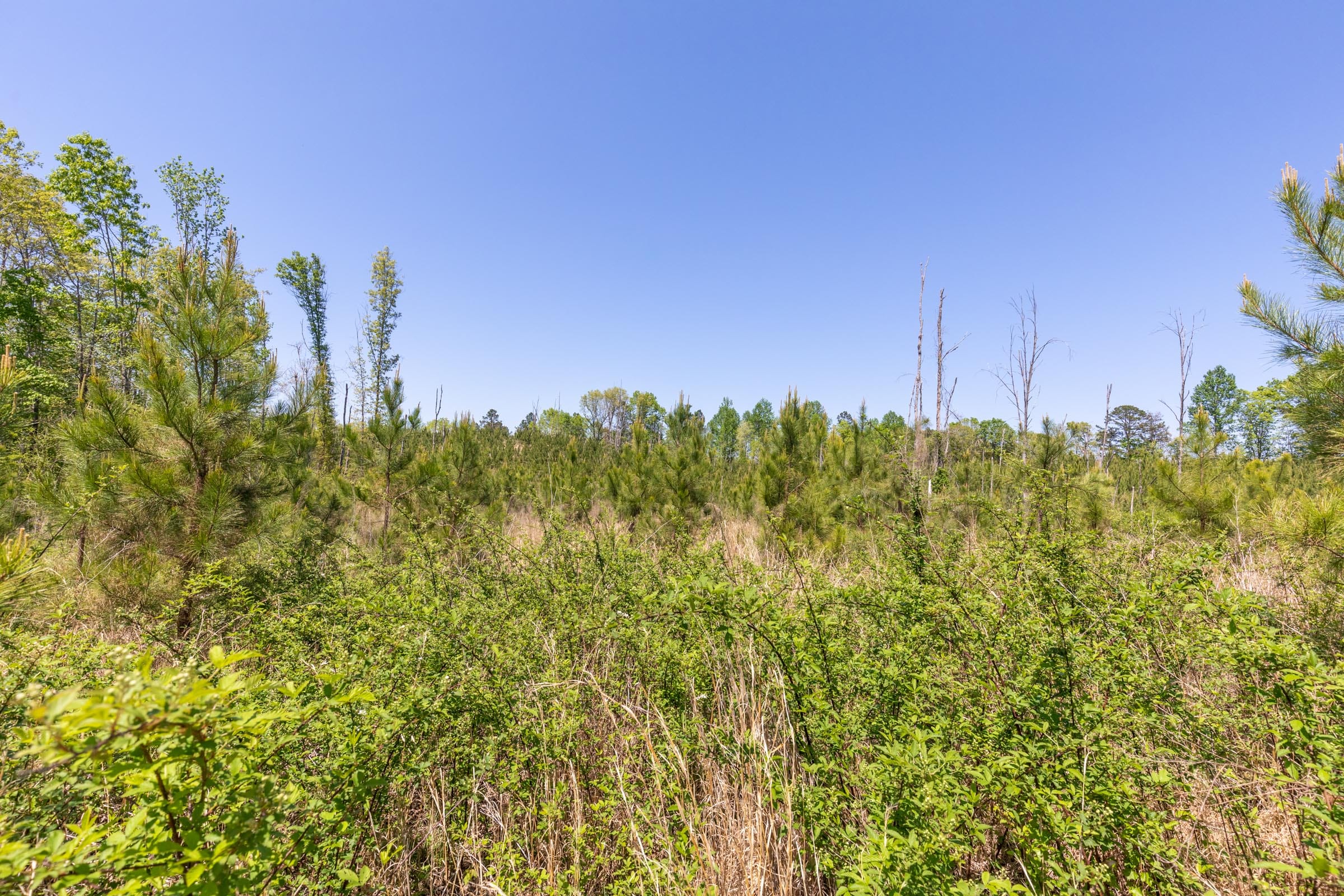 Clear Wood Tract 1 photo 21