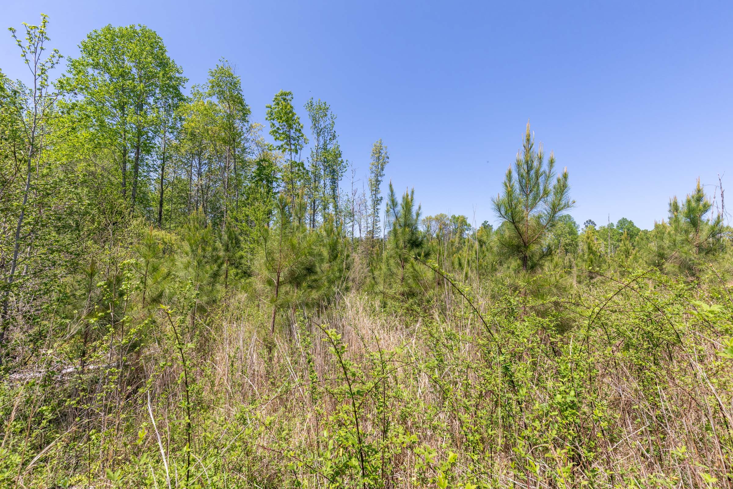 Clear Wood Tract 1 photo 22