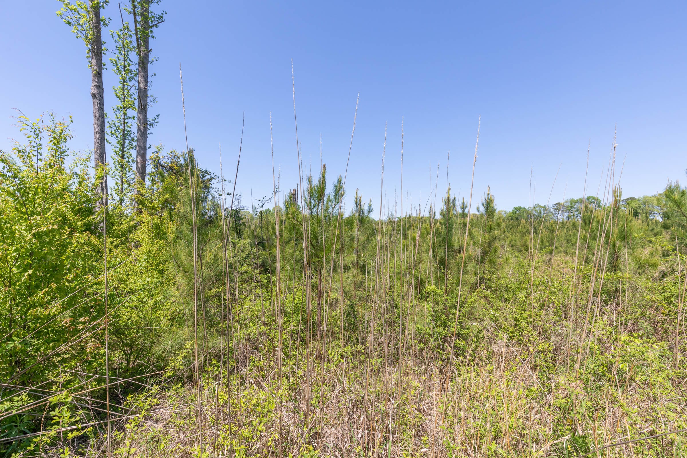 Clear Wood Tract 1 photo 25