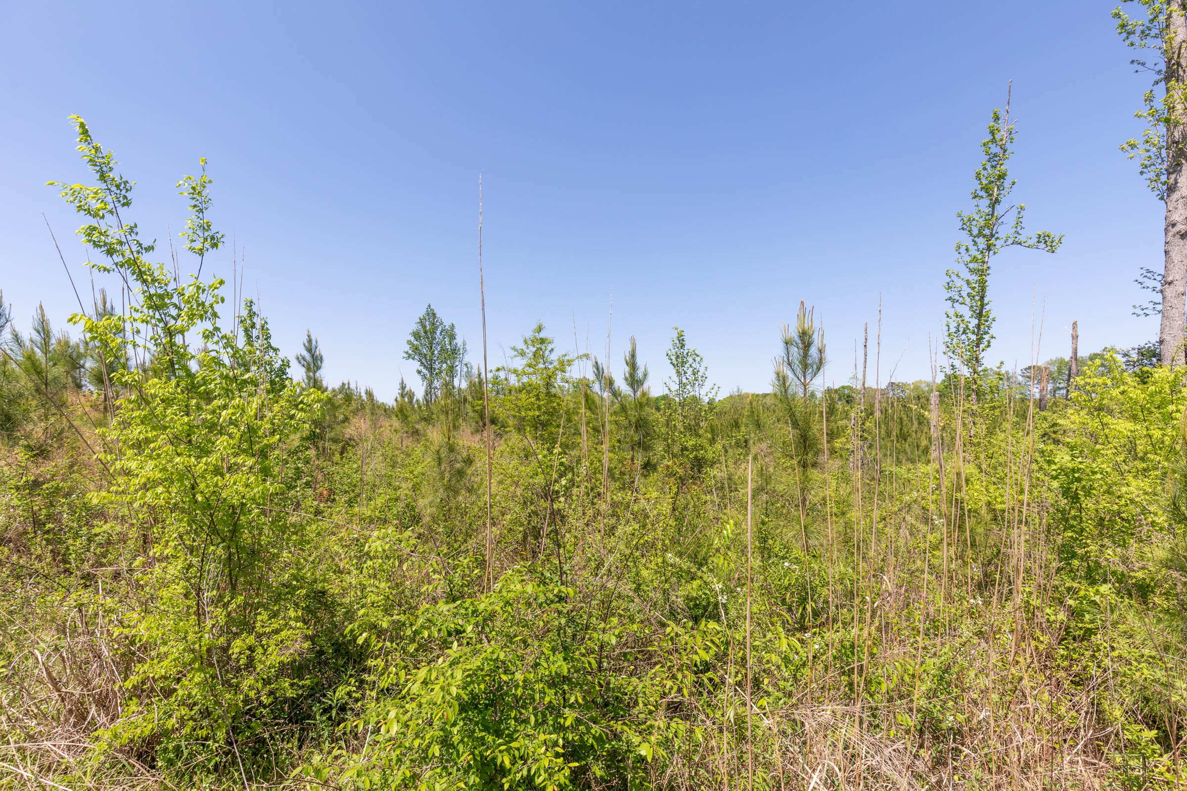 Clear Wood Tract 1 photo 26