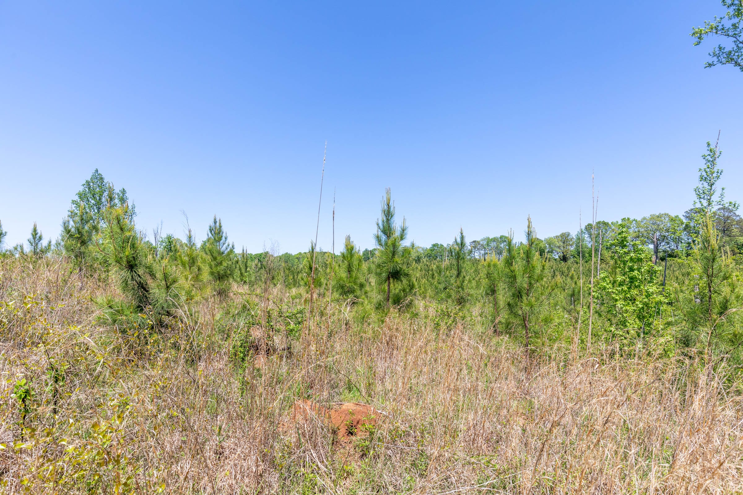 Clear Wood Tract 1 photo 27