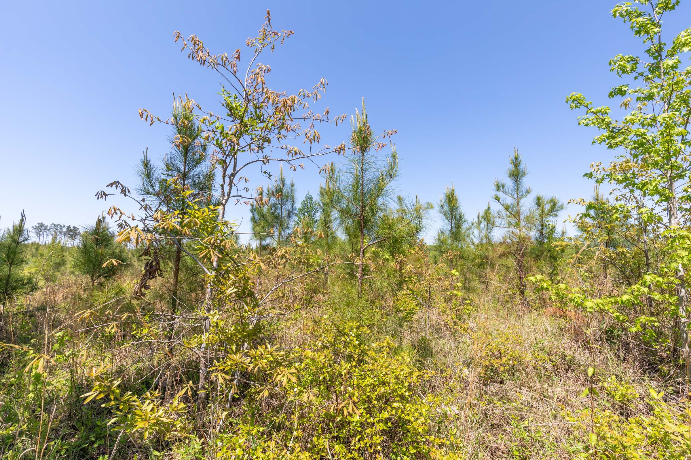 Clear Wood Tract 1 photo 28