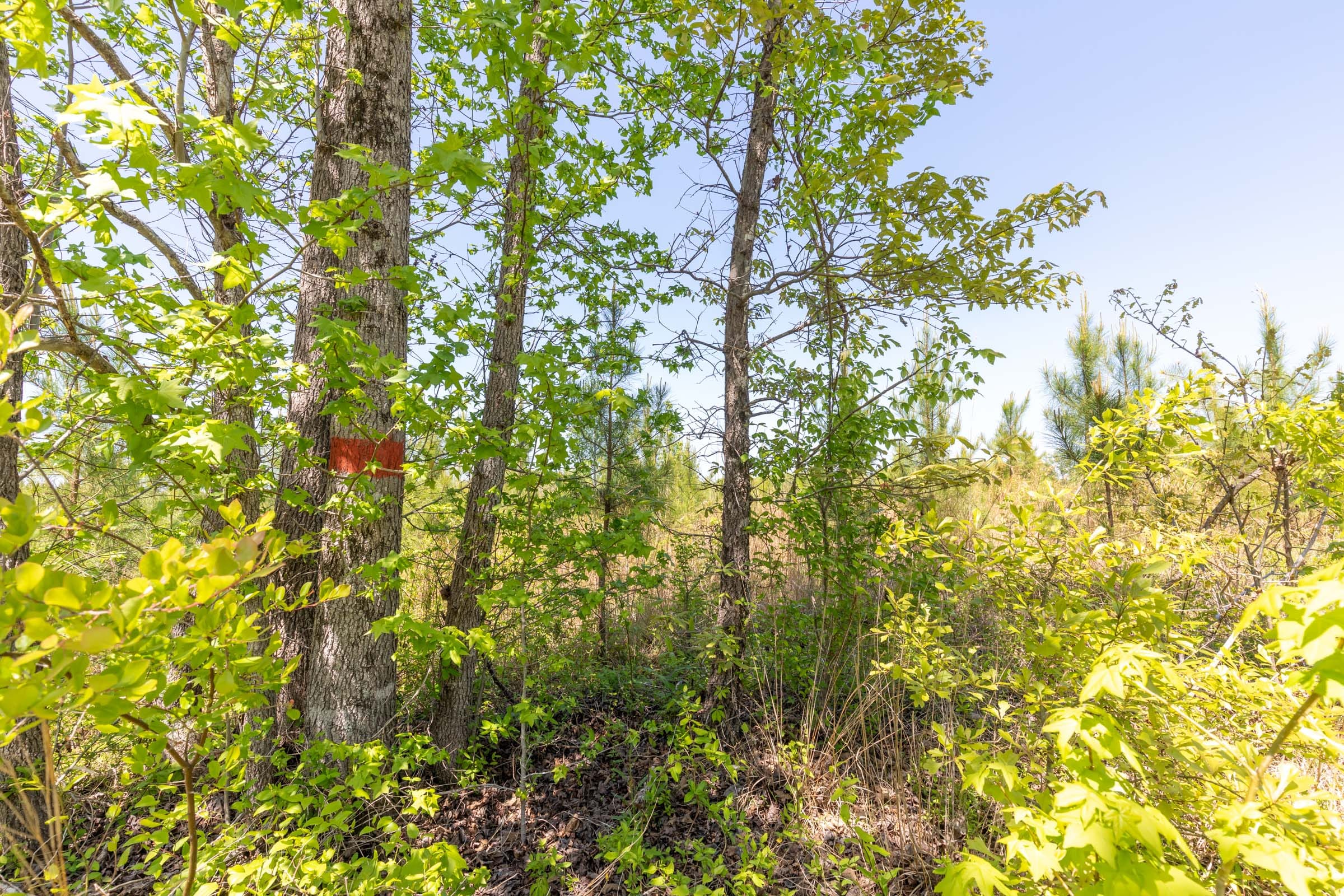 Clear Wood Tract 1 photo 29