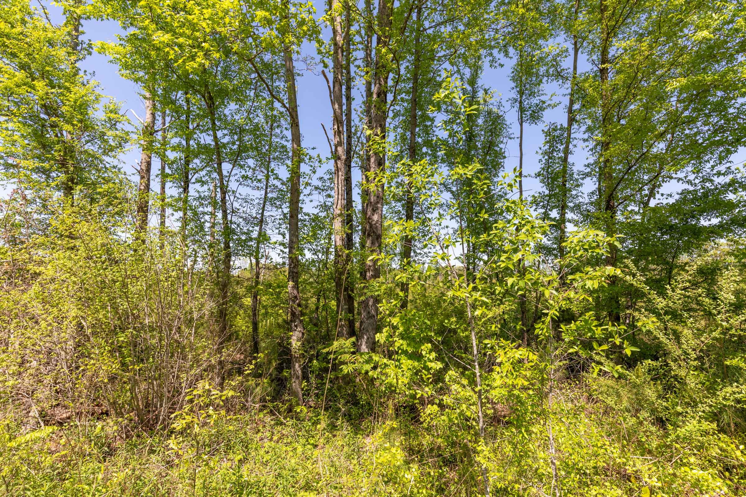 Clear Wood Tract 1 photo 31