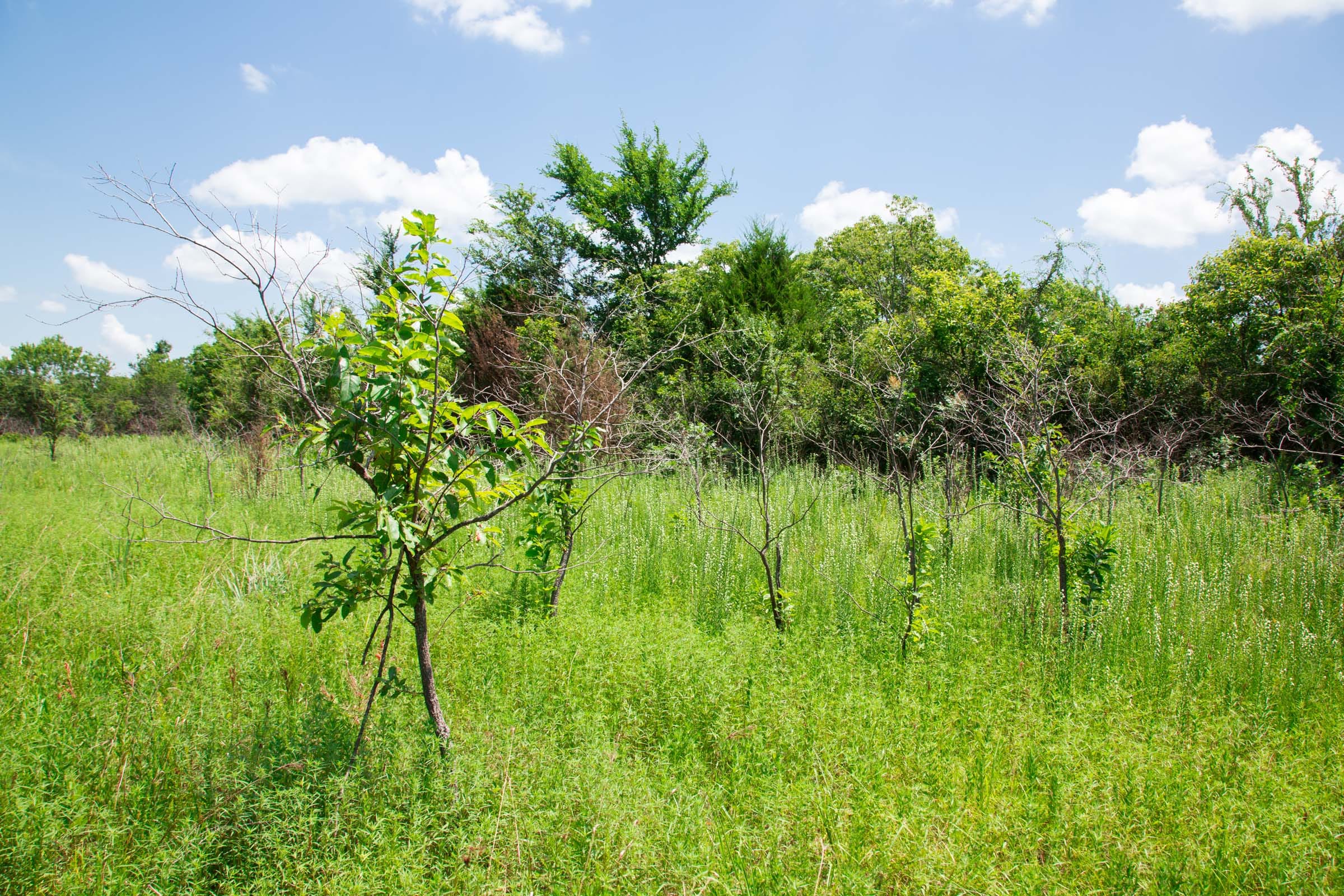 Deep Fork Ranch Tract 3 photo 7