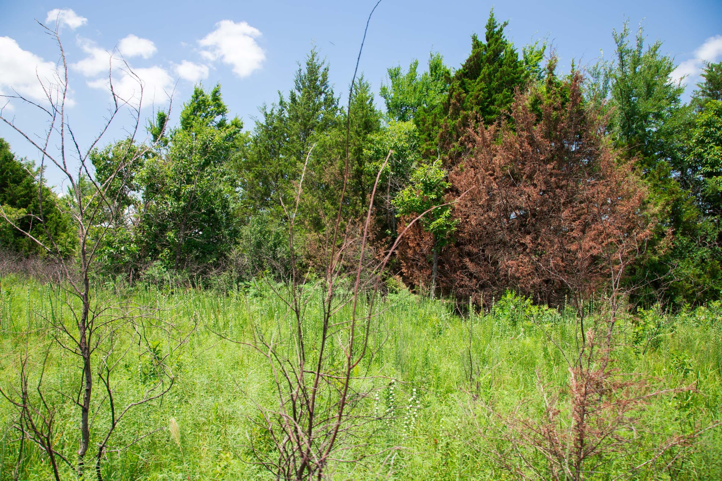 Deep Fork Ranch Tract 3 photo 11