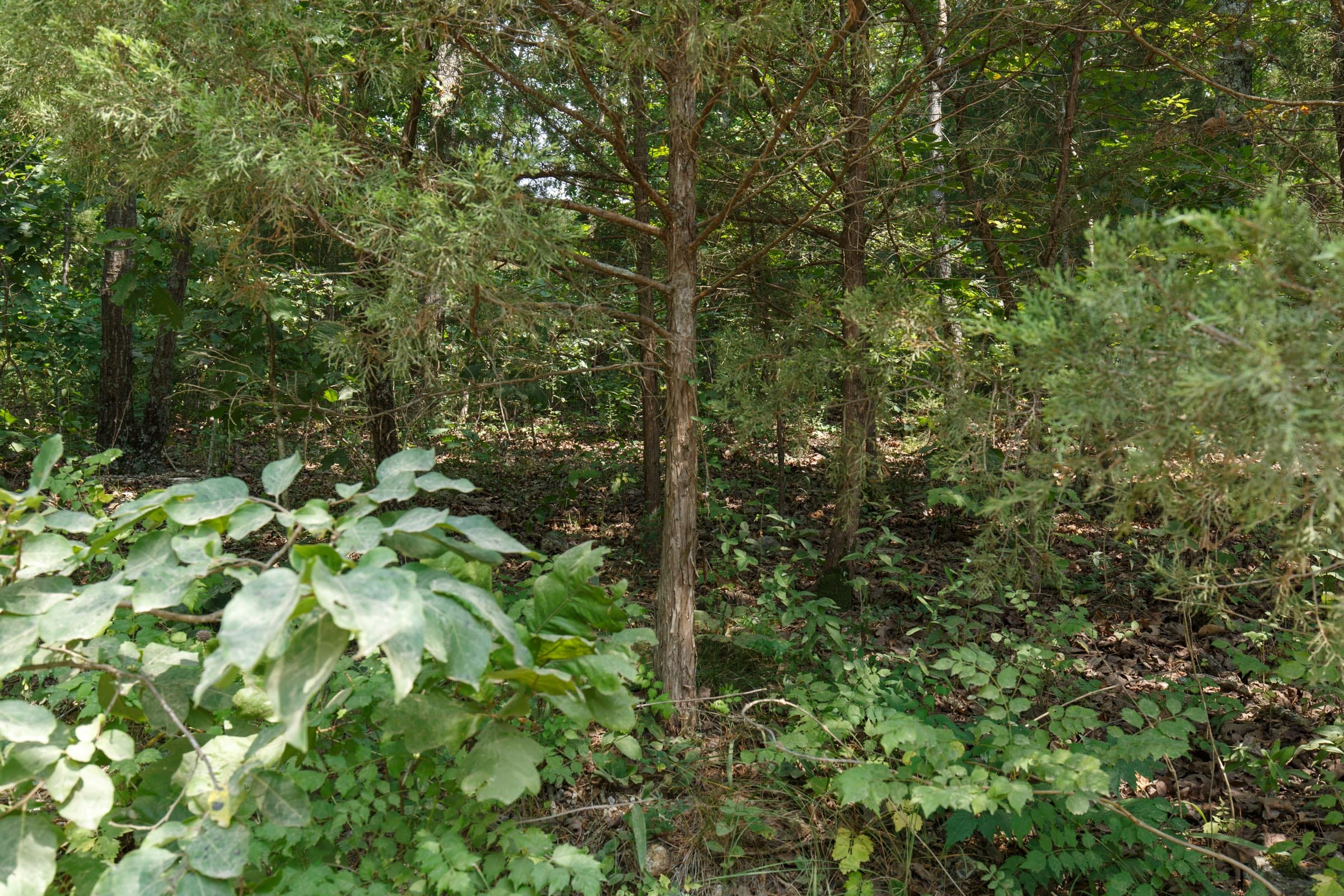 Spring Lake Plat 6 Tract 130 photo 3