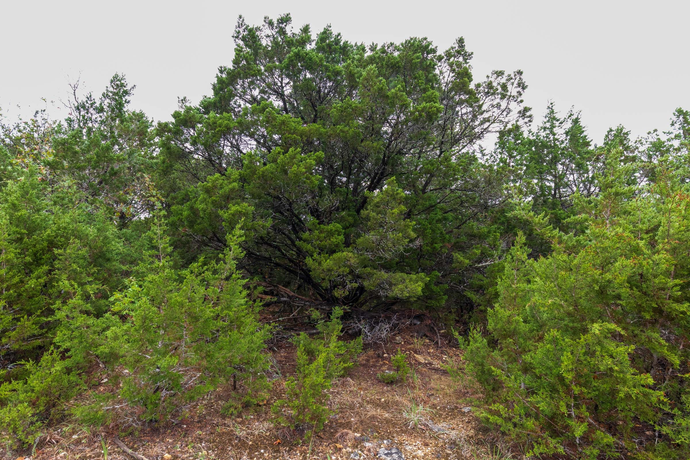 Heritage Bend Tract 42 photo 5