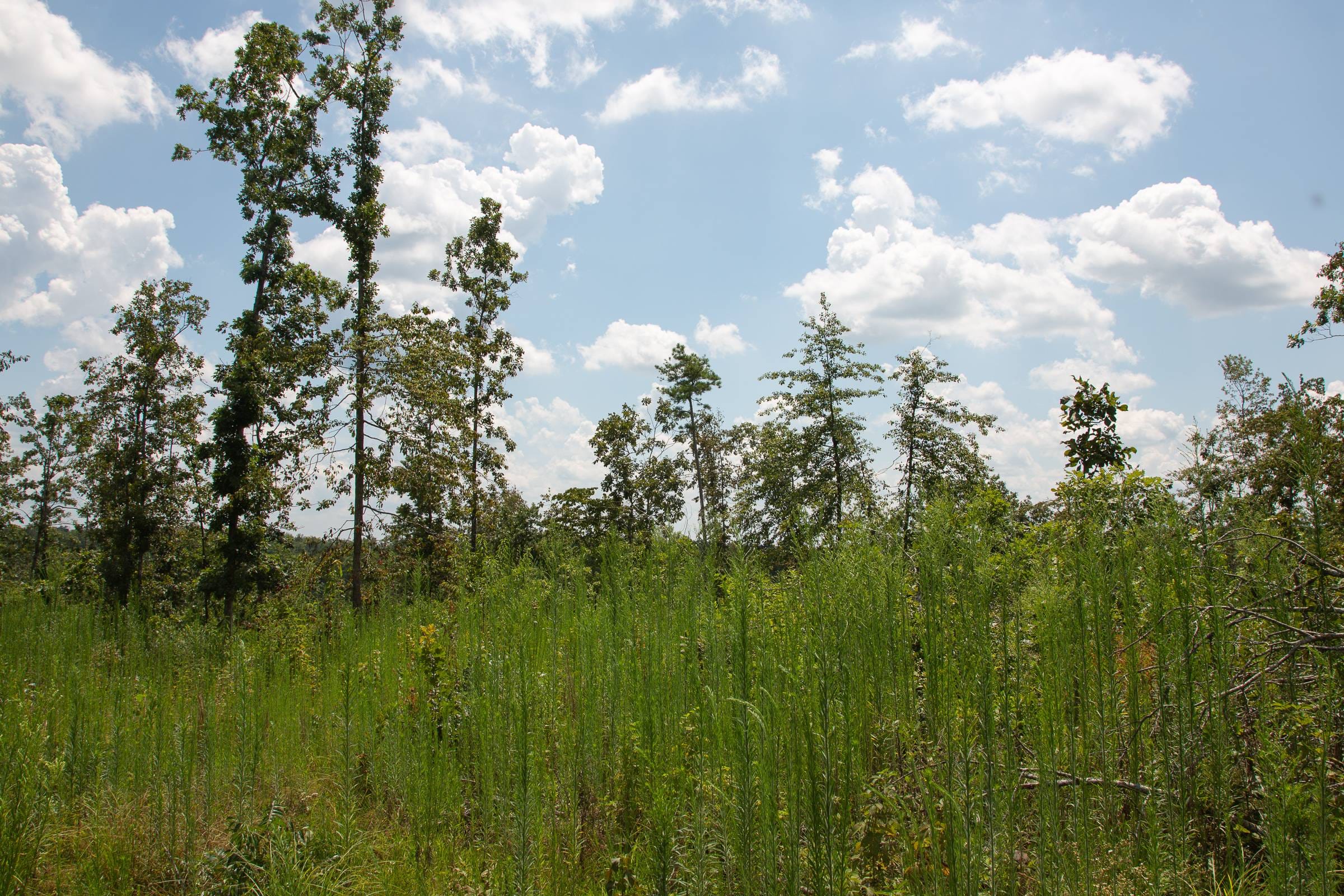 Borgmann’s Hollow Phase I Tract 16 photo 2