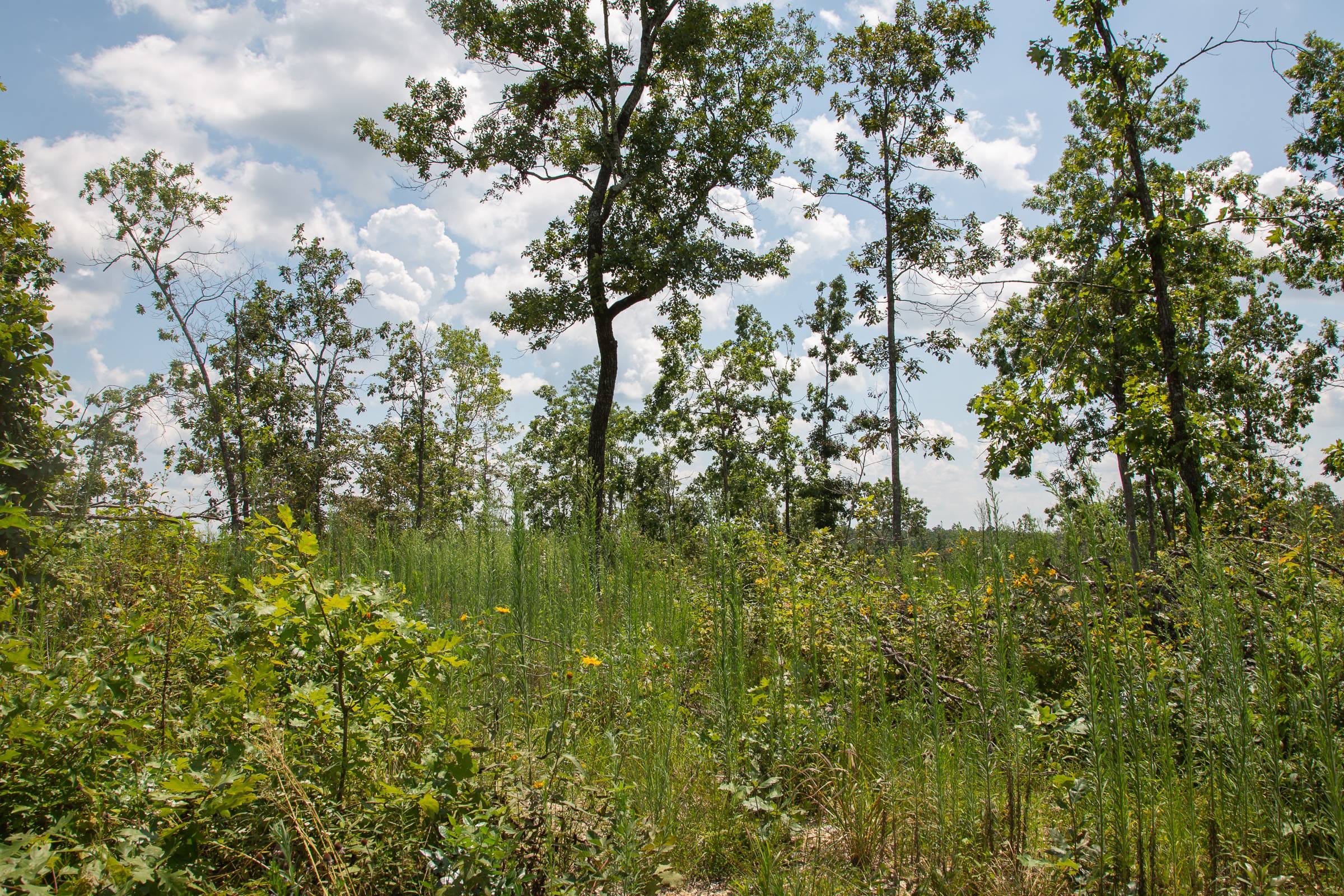 Borgmann’s Hollow Phase I Tract 16 photo 6