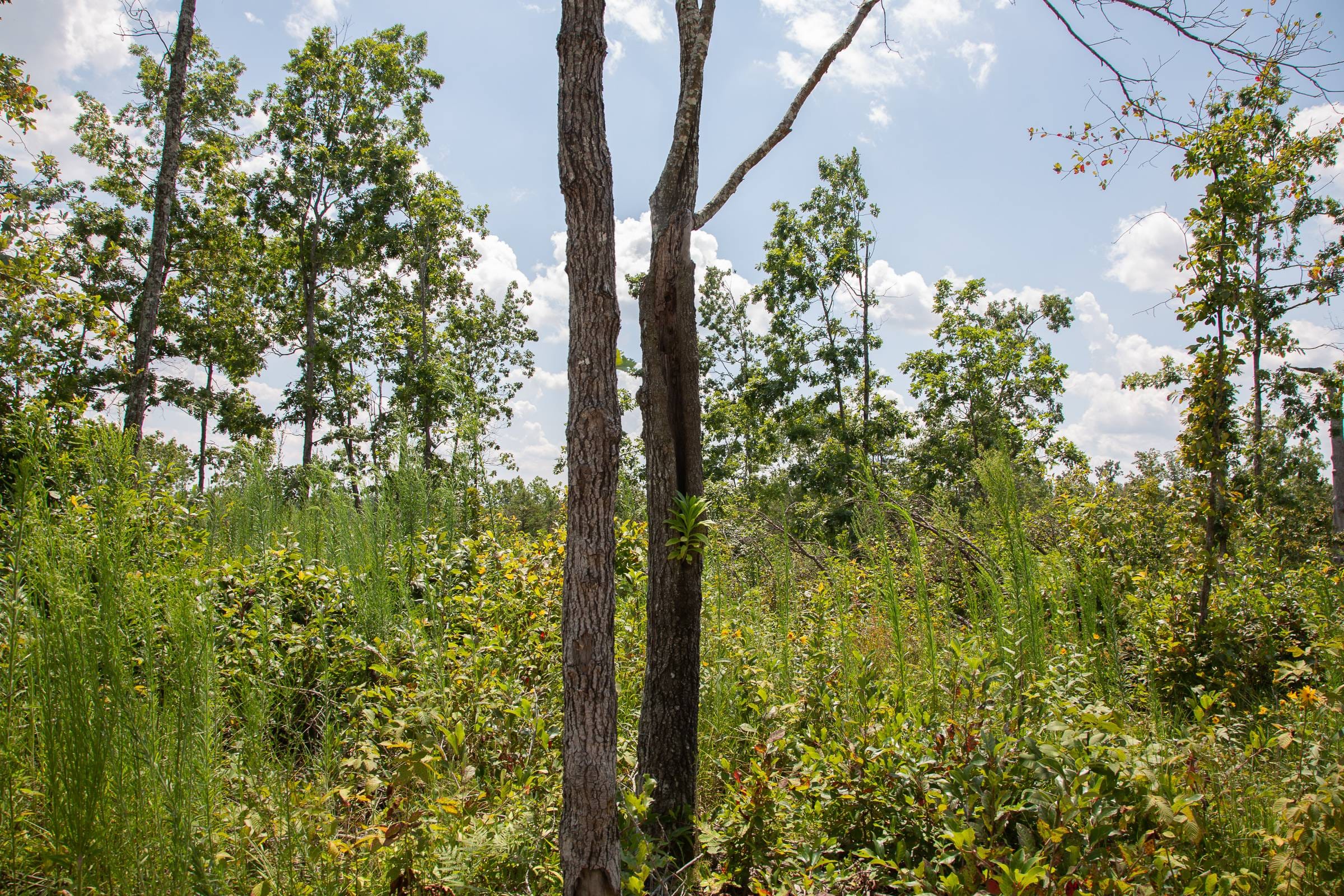 Borgmann’s Hollow Phase I Tract 16 photo 8