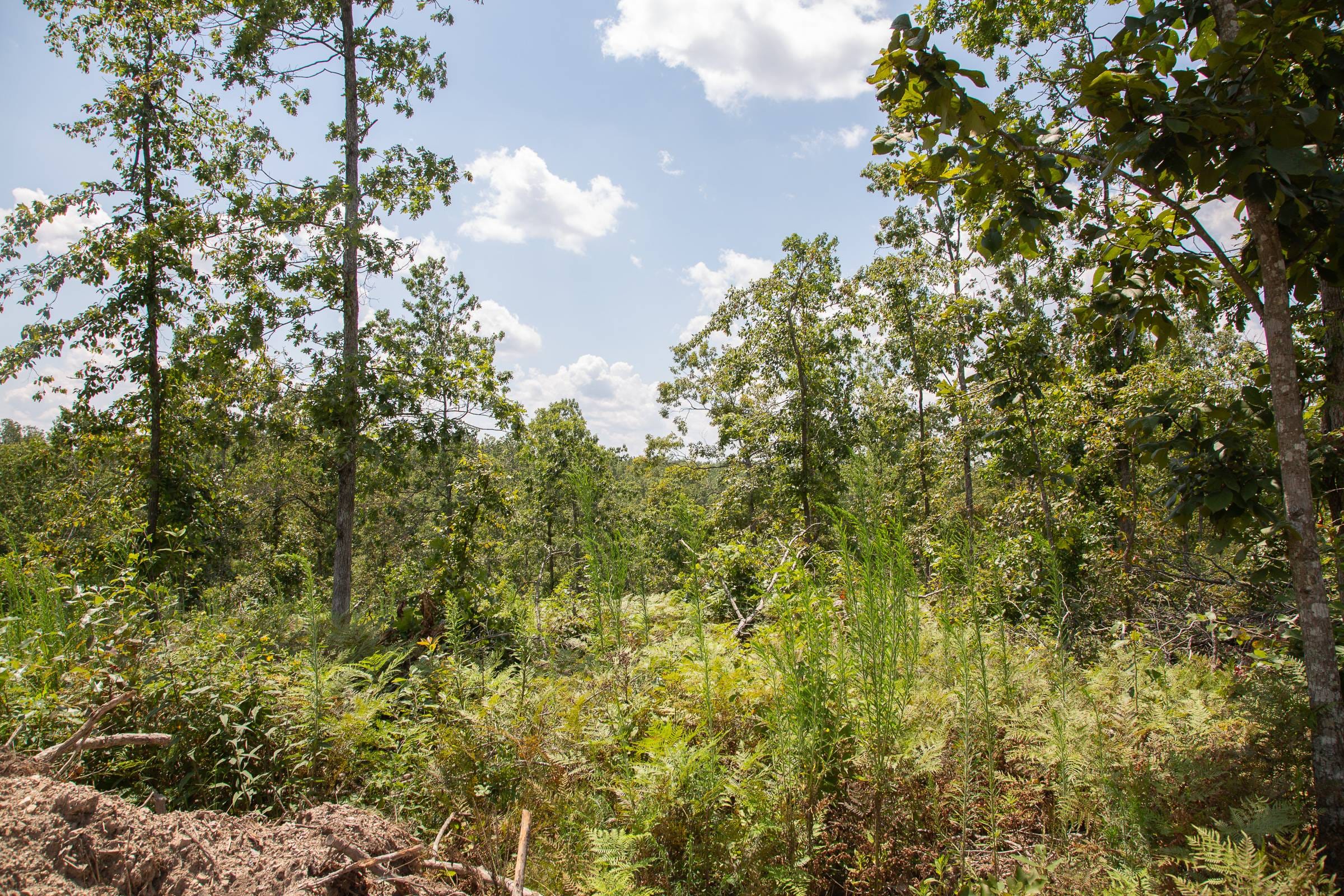 Borgmann’s Hollow Phase I Tract 16 photo 10