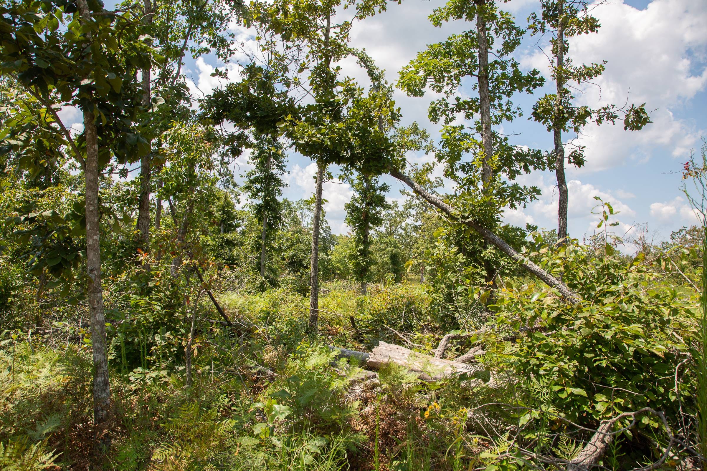 Borgmann’s Hollow Phase I Tract 16 photo 11