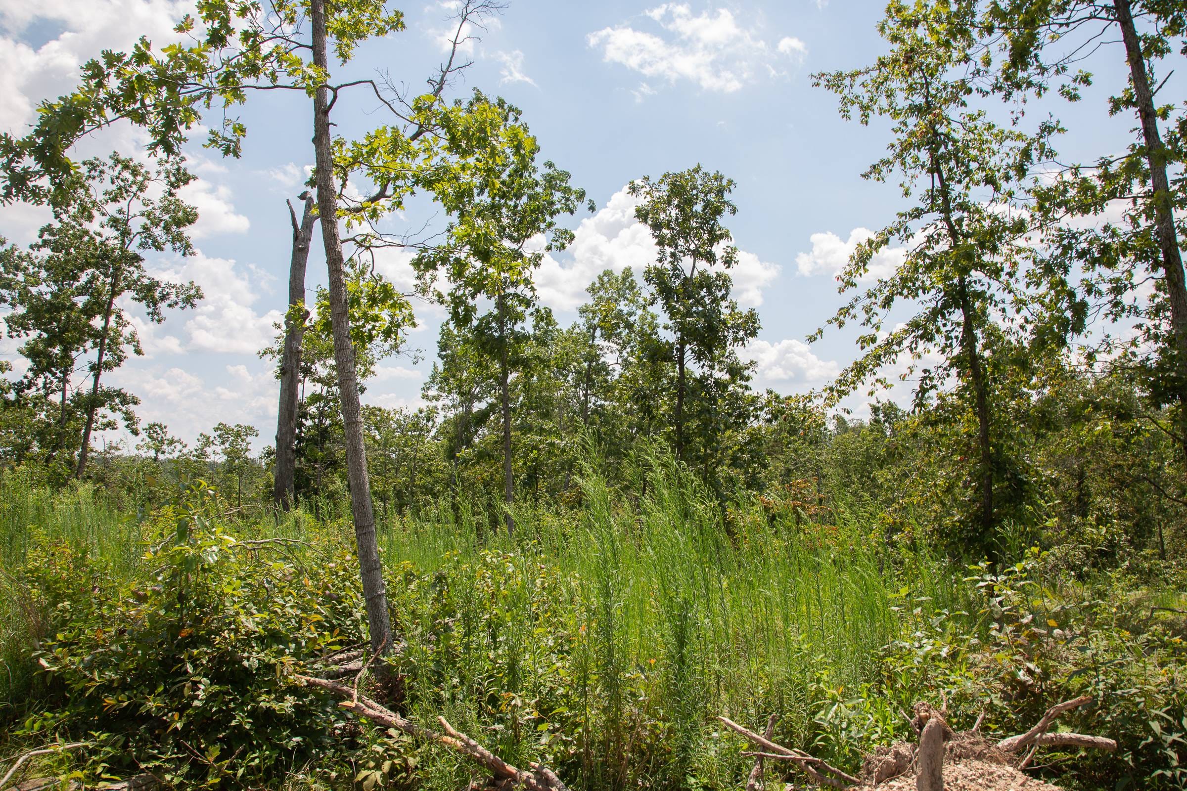 Borgmann’s Hollow Phase I Tract 16 photo 12