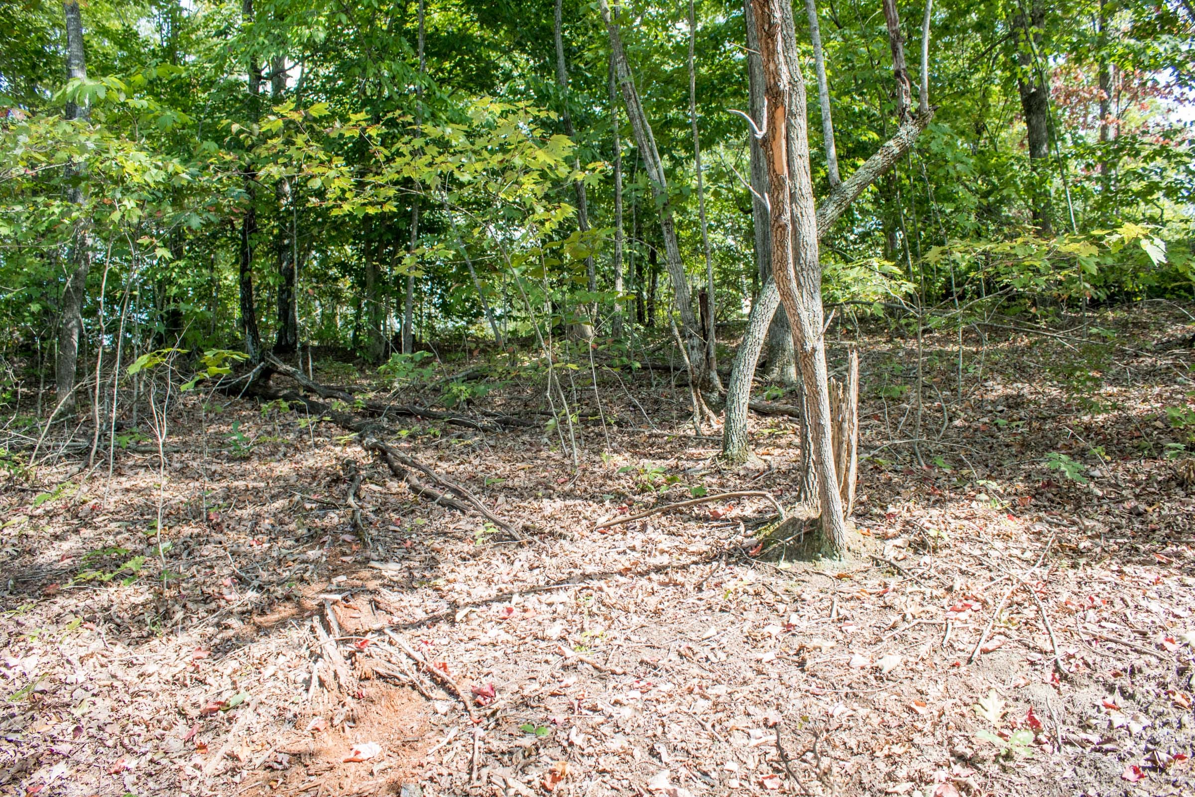 Buck Run Ridge Tract 30 photo 3