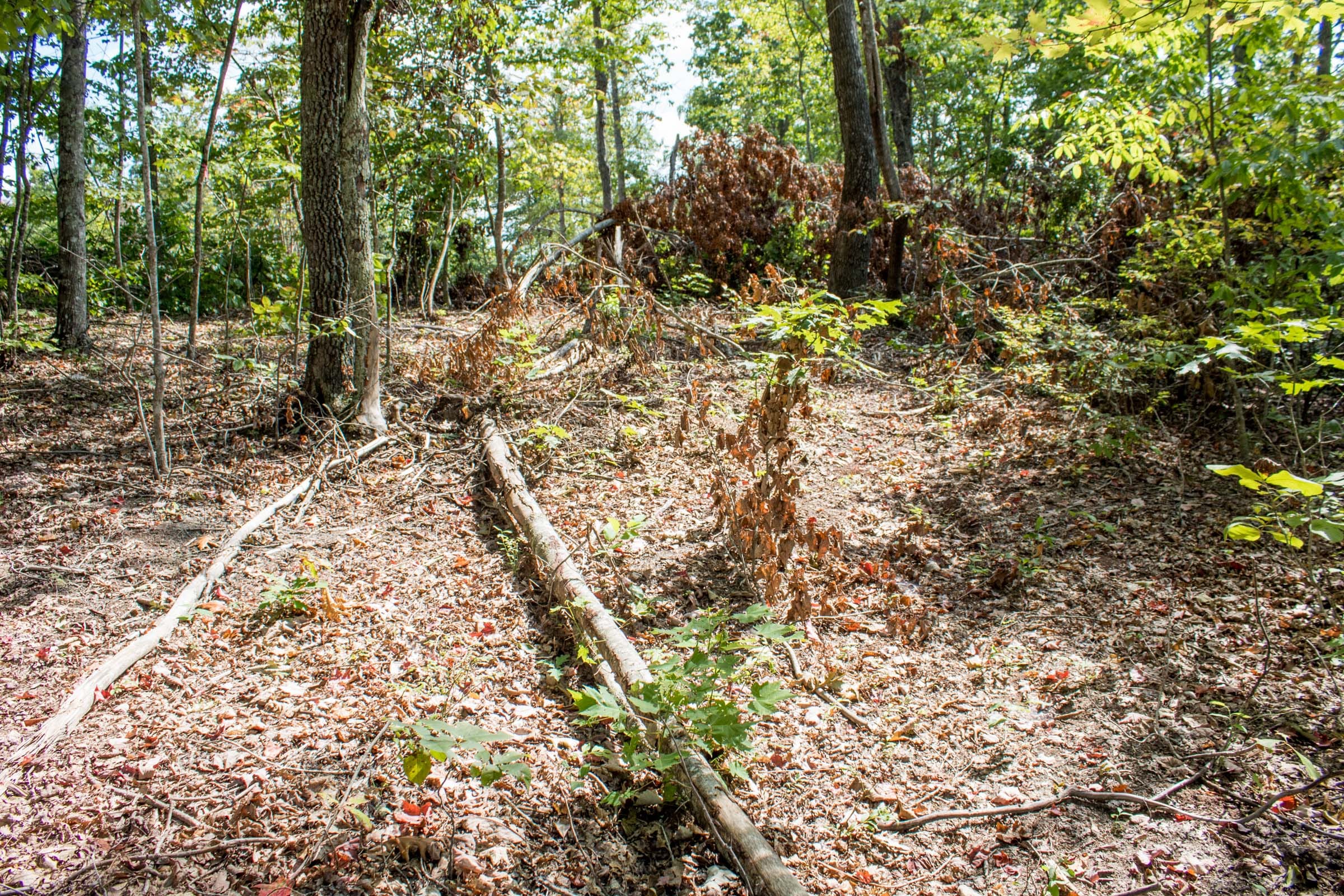 Buck Run Ridge Tract 30 photo 4