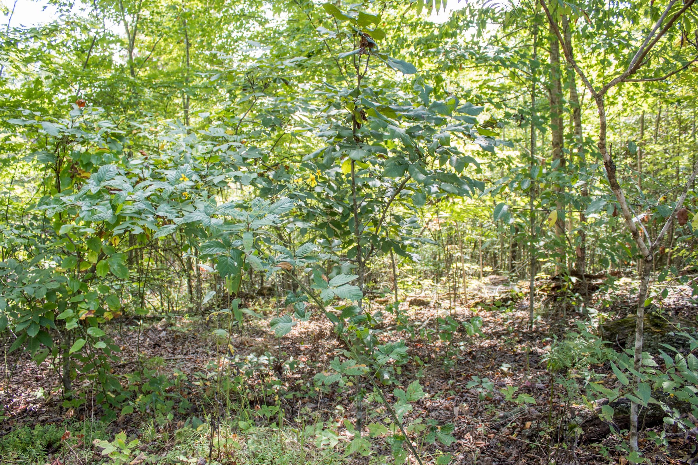Buck Run Ridge Tract 30 photo 7