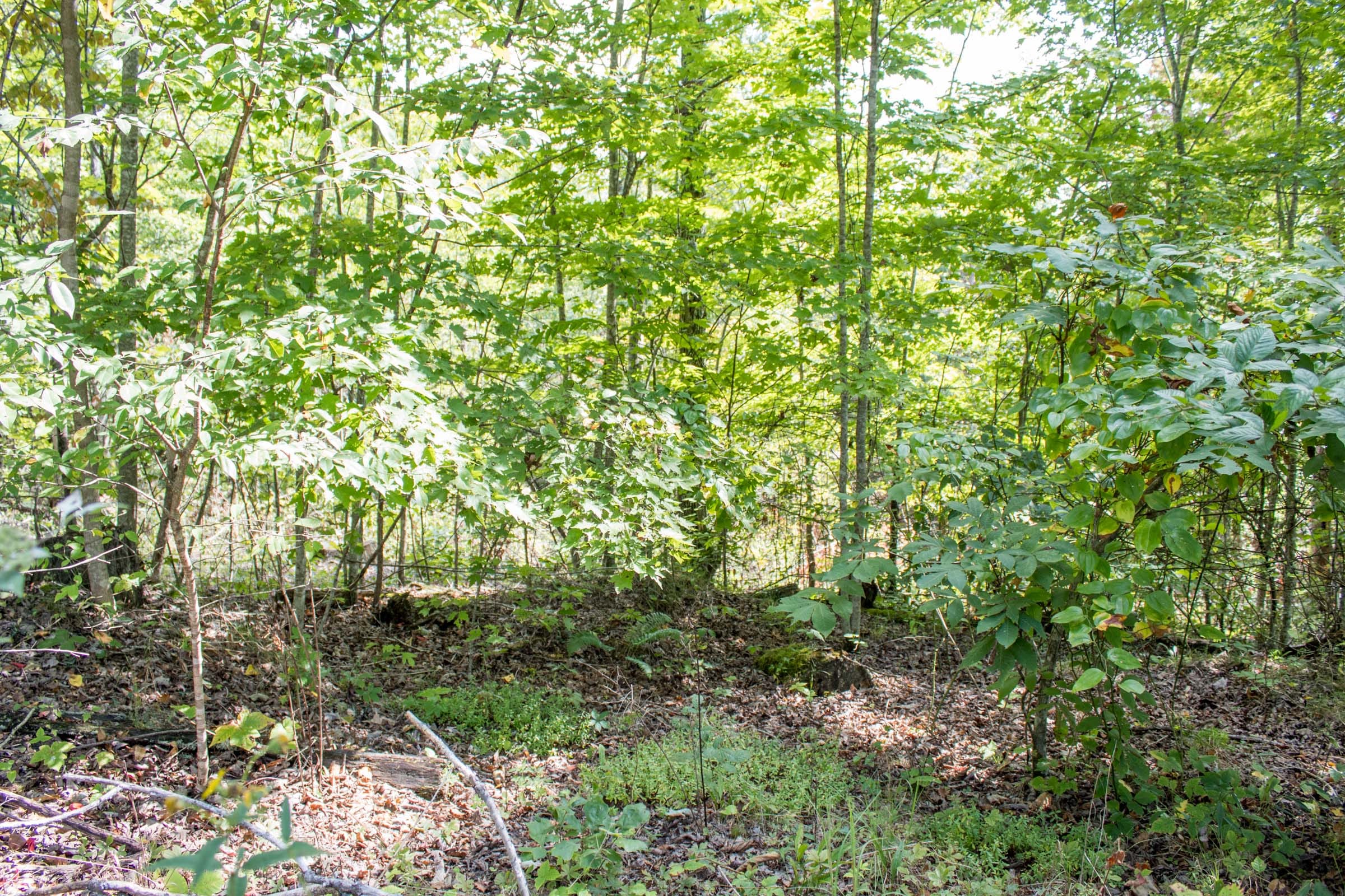 Buck Run Ridge Tract 30 photo 8