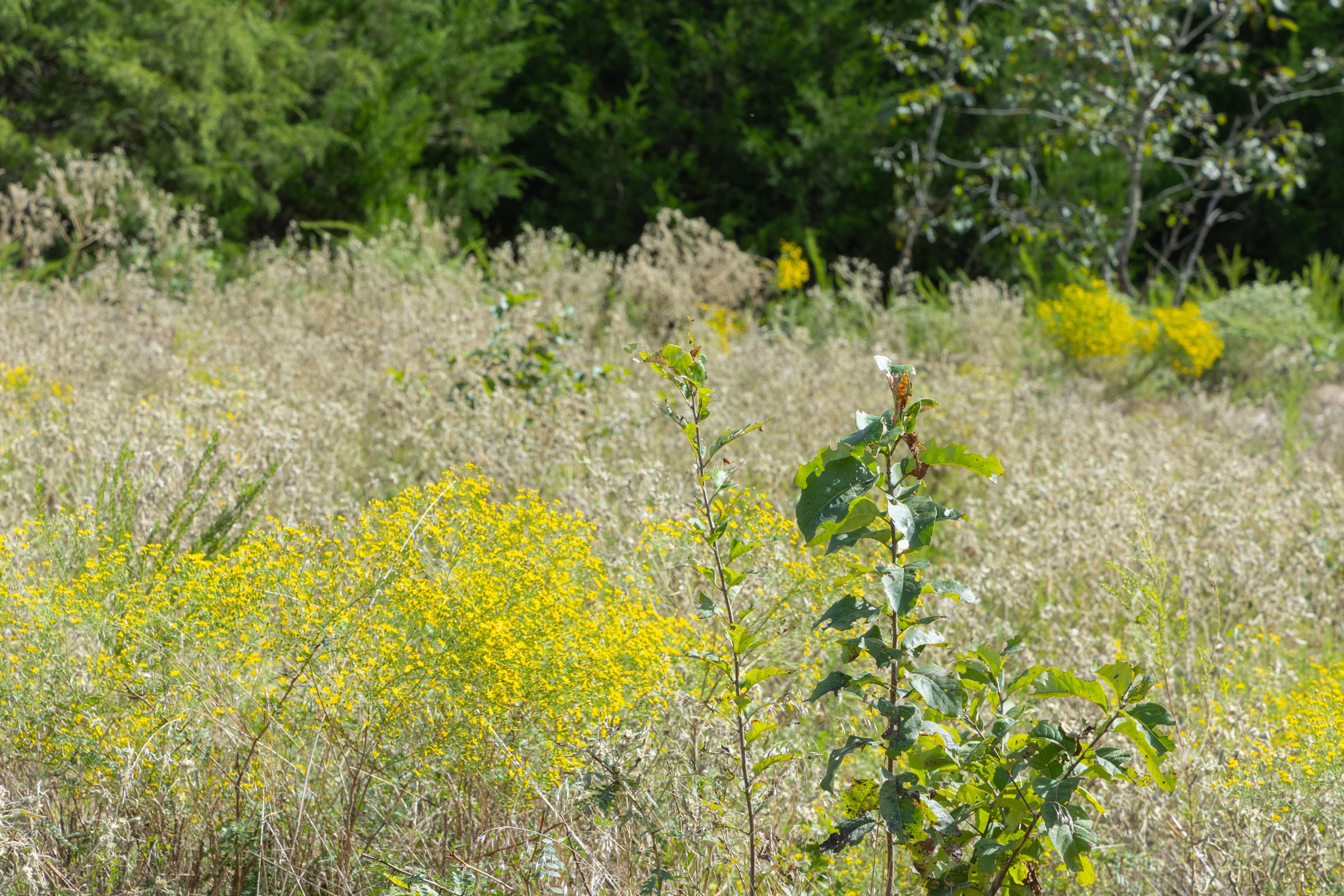 Reserves At Cattail Cove Phase II Tract 66 photo 8