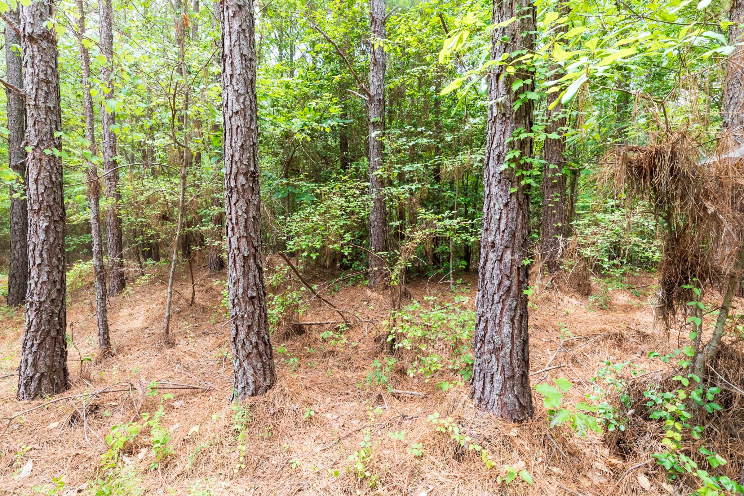 Whiskey Ridge Tract 27 photo 2