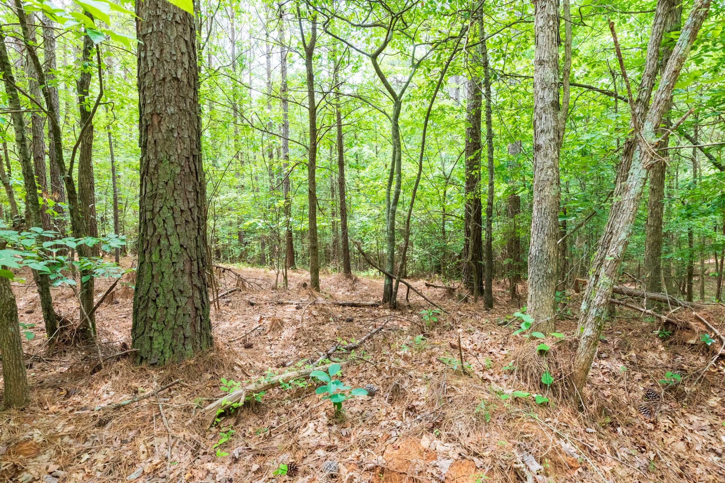 Whiskey Ridge Tract 27 photo 4