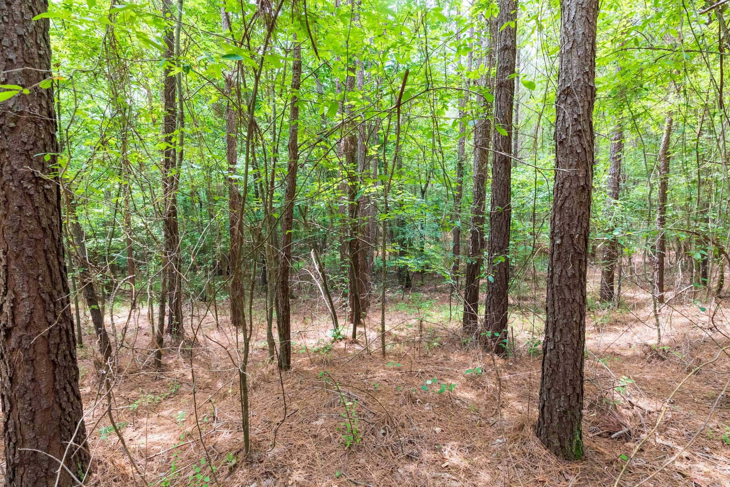 Whiskey Ridge Tract 27 photo 3