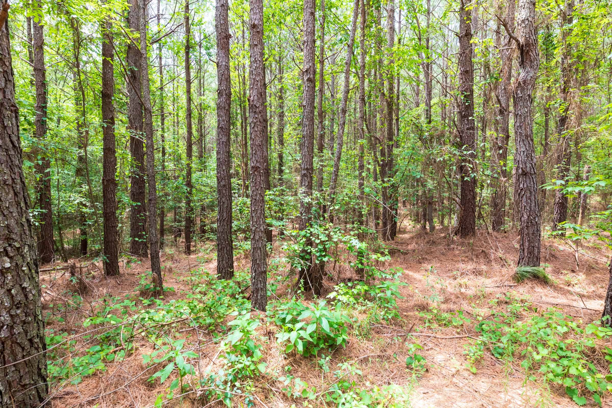 Whiskey Ridge Tract 27 photo 6