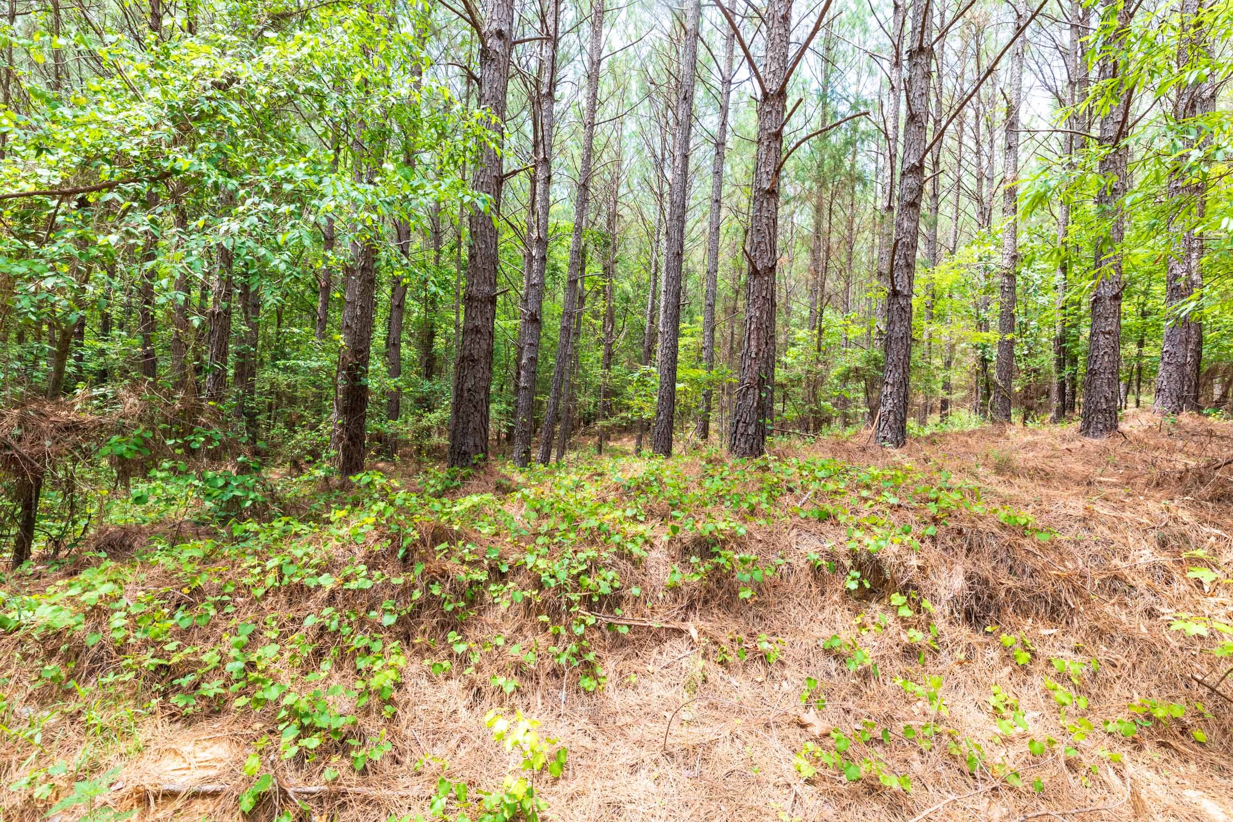 Whiskey Ridge Tract 27 photo 7