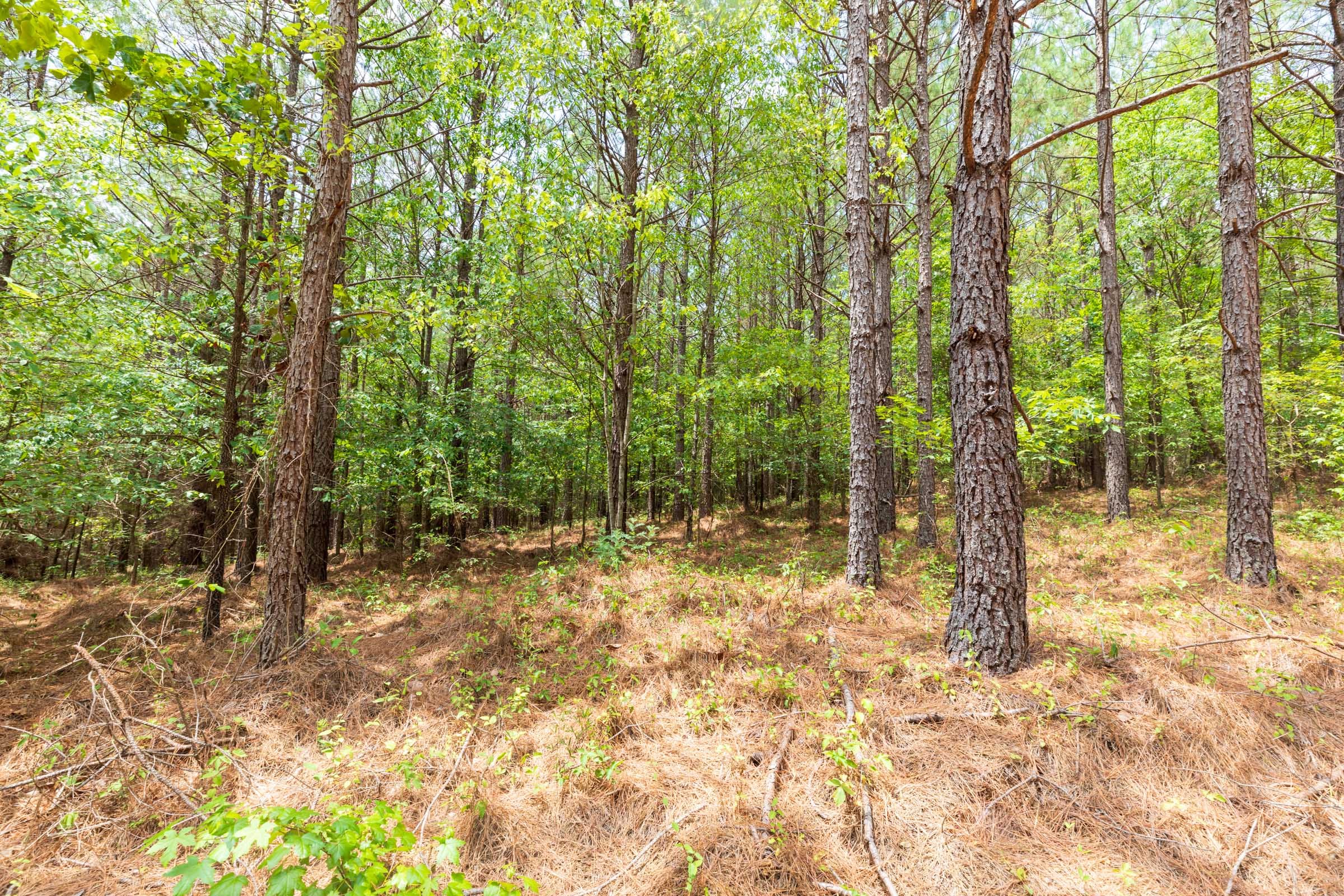 Whiskey Ridge Tract 27 photo 8