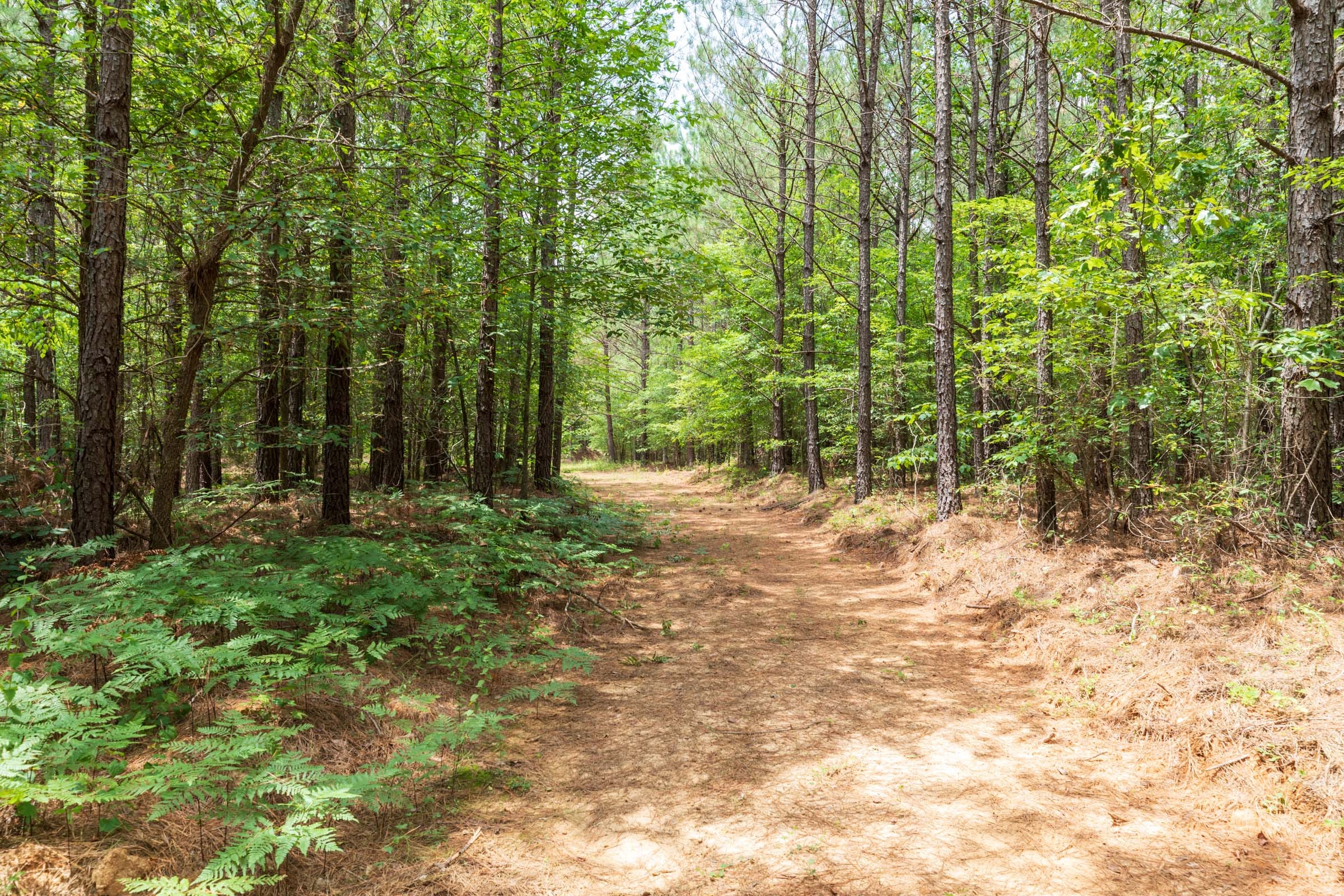 Whiskey Ridge Tract 27 photo 5