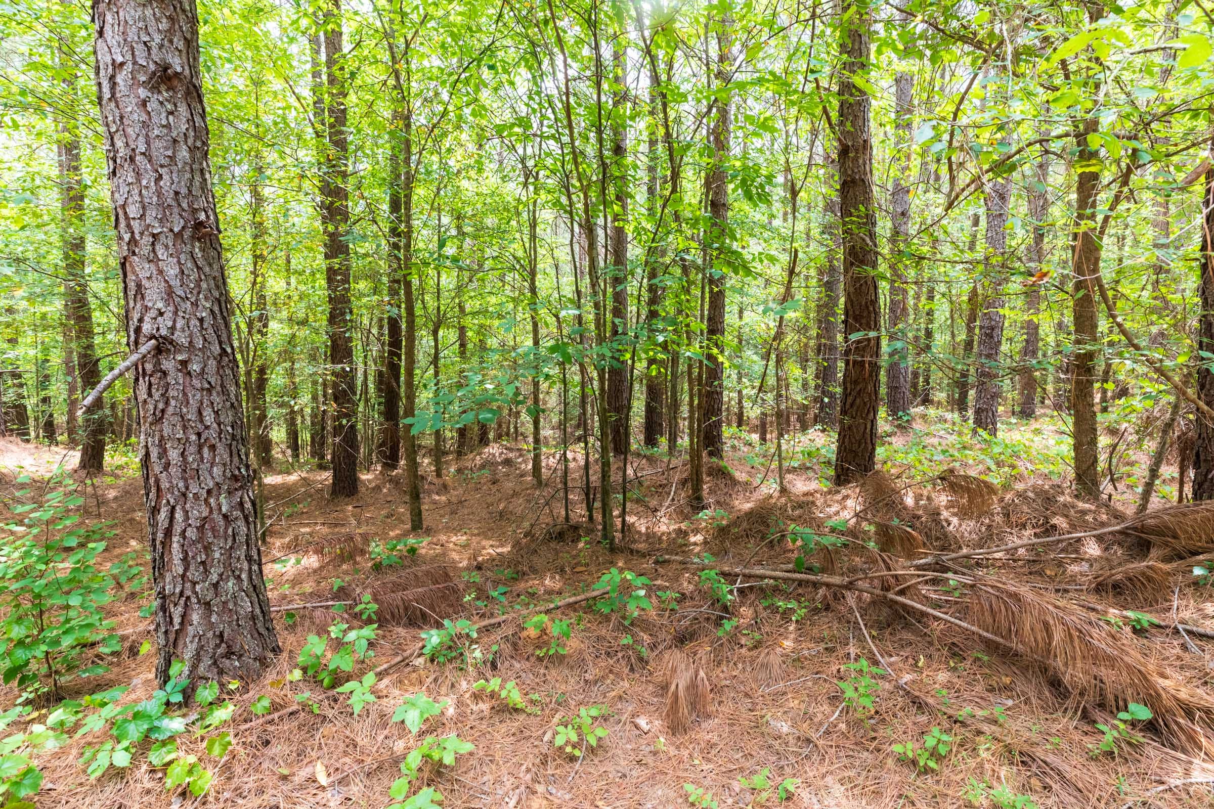 Whiskey Ridge Tract 27 photo 9