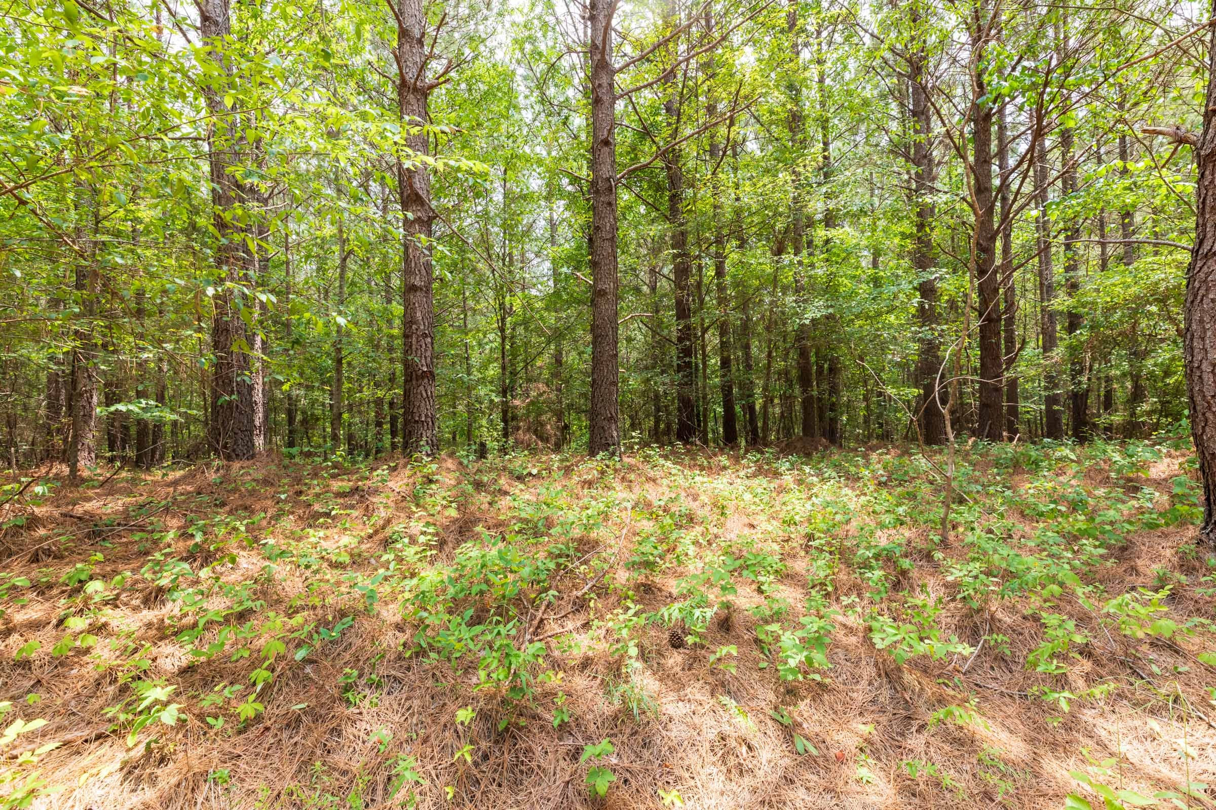 Whiskey Ridge Tract 27 photo 13