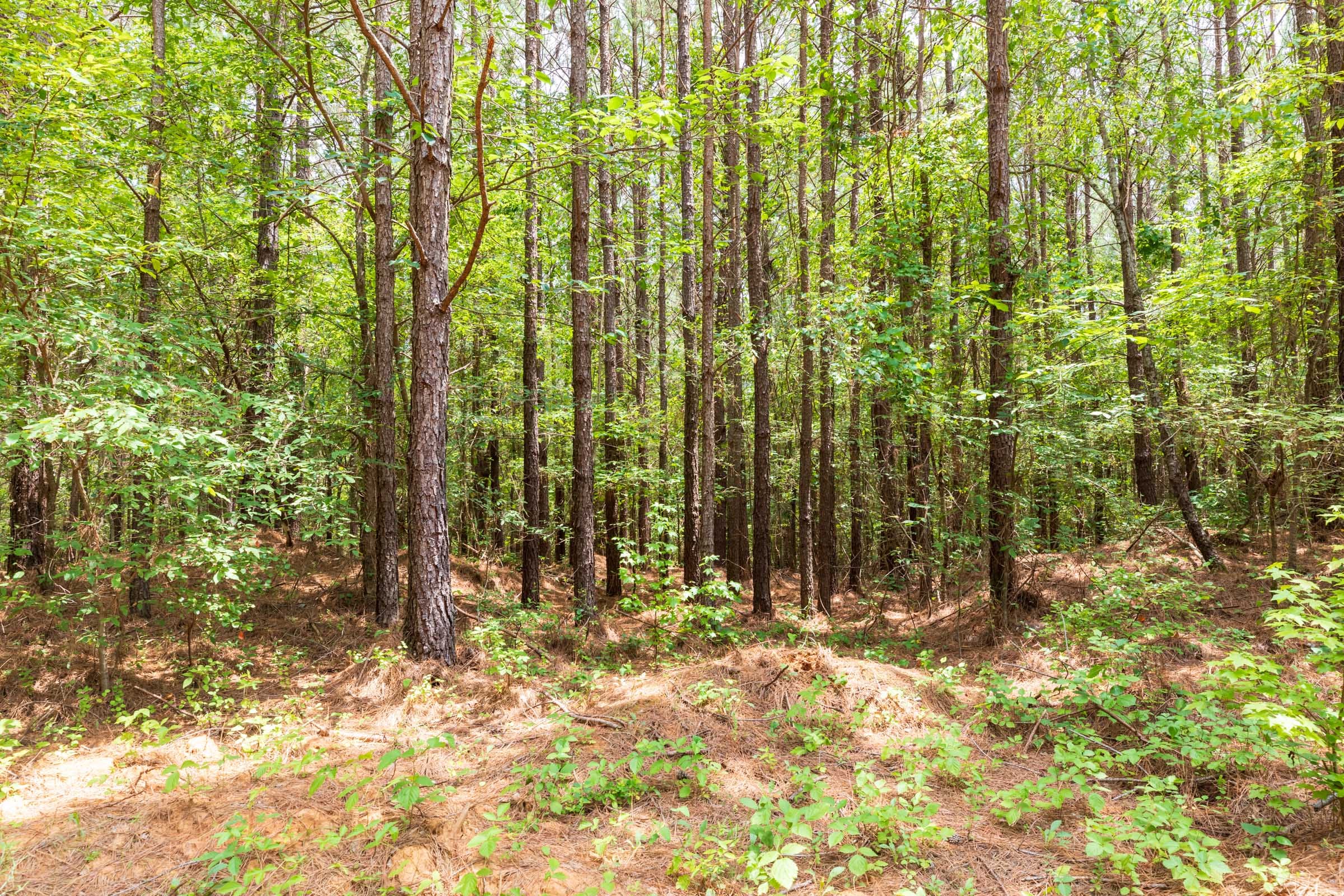 Whiskey Ridge Tract 27 photo 12
