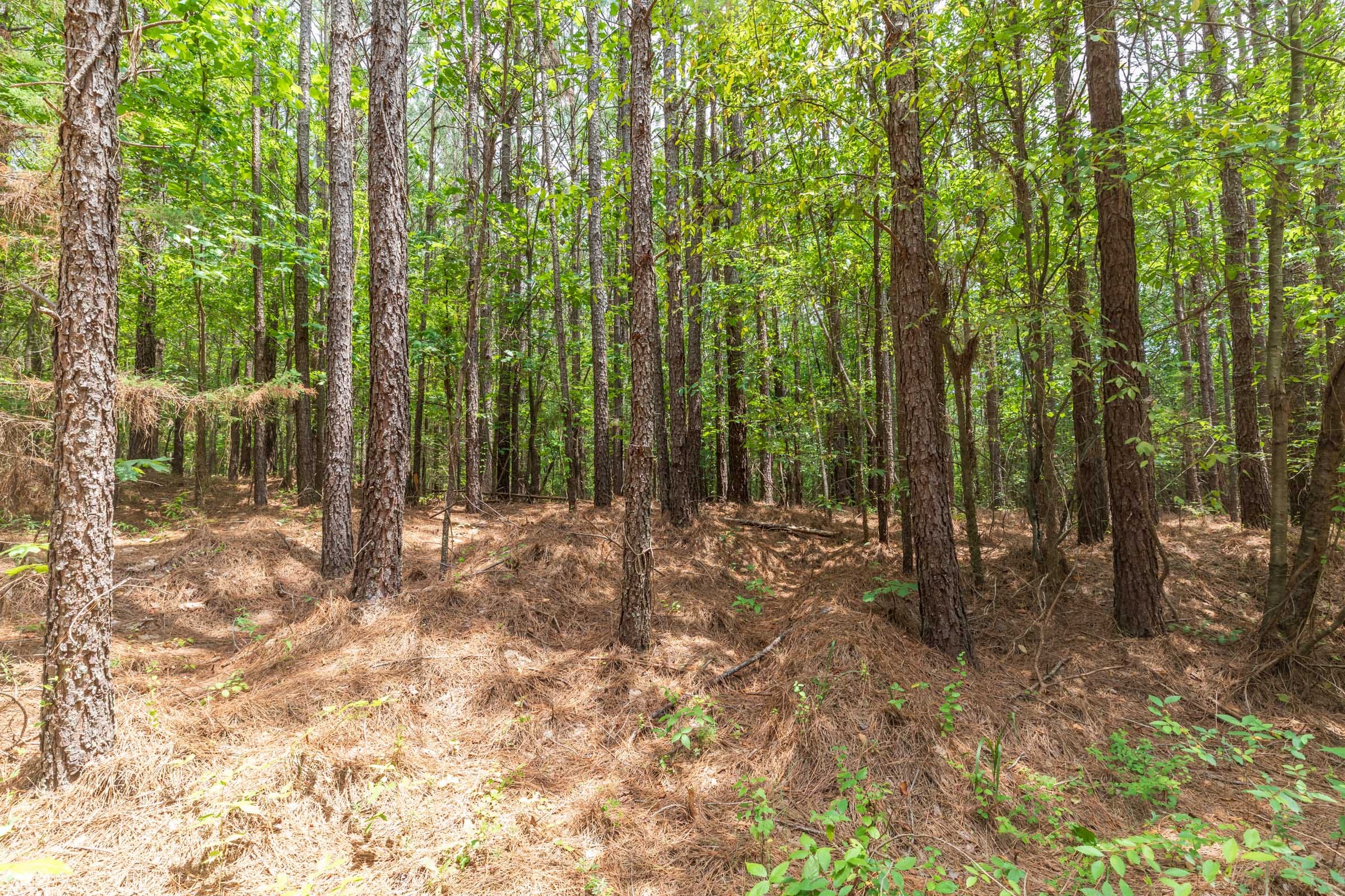 Whiskey Ridge Tract 27 photo 14