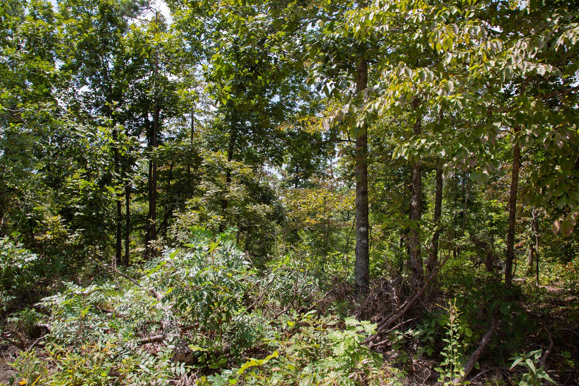 Borgmann’s Hollow Phase I Tract 8 photo 2