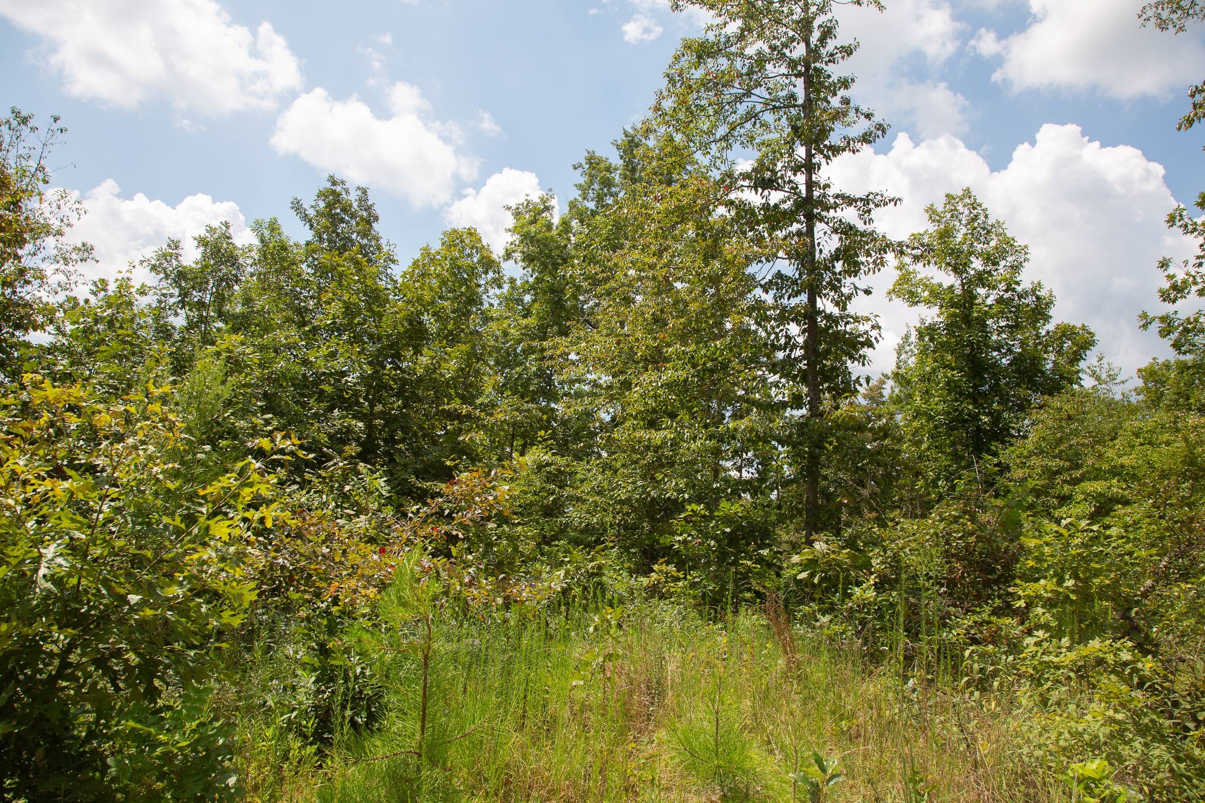 Borgmann’s Hollow Phase I Tract 8 photo 3