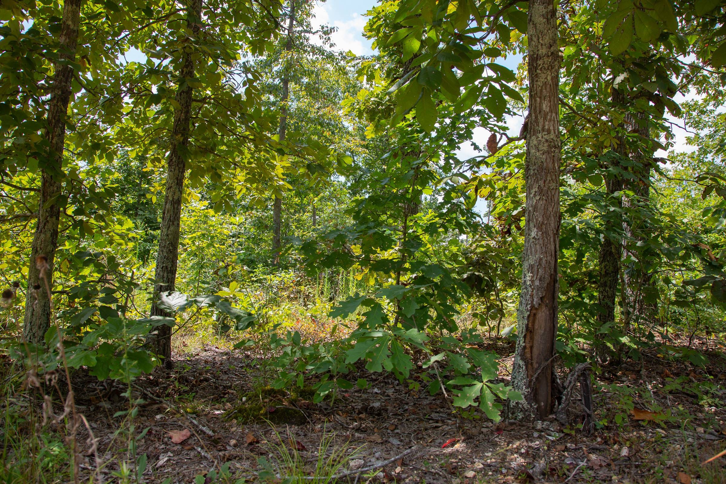 Borgmann’s Hollow Phase I Tract 8 photo 4