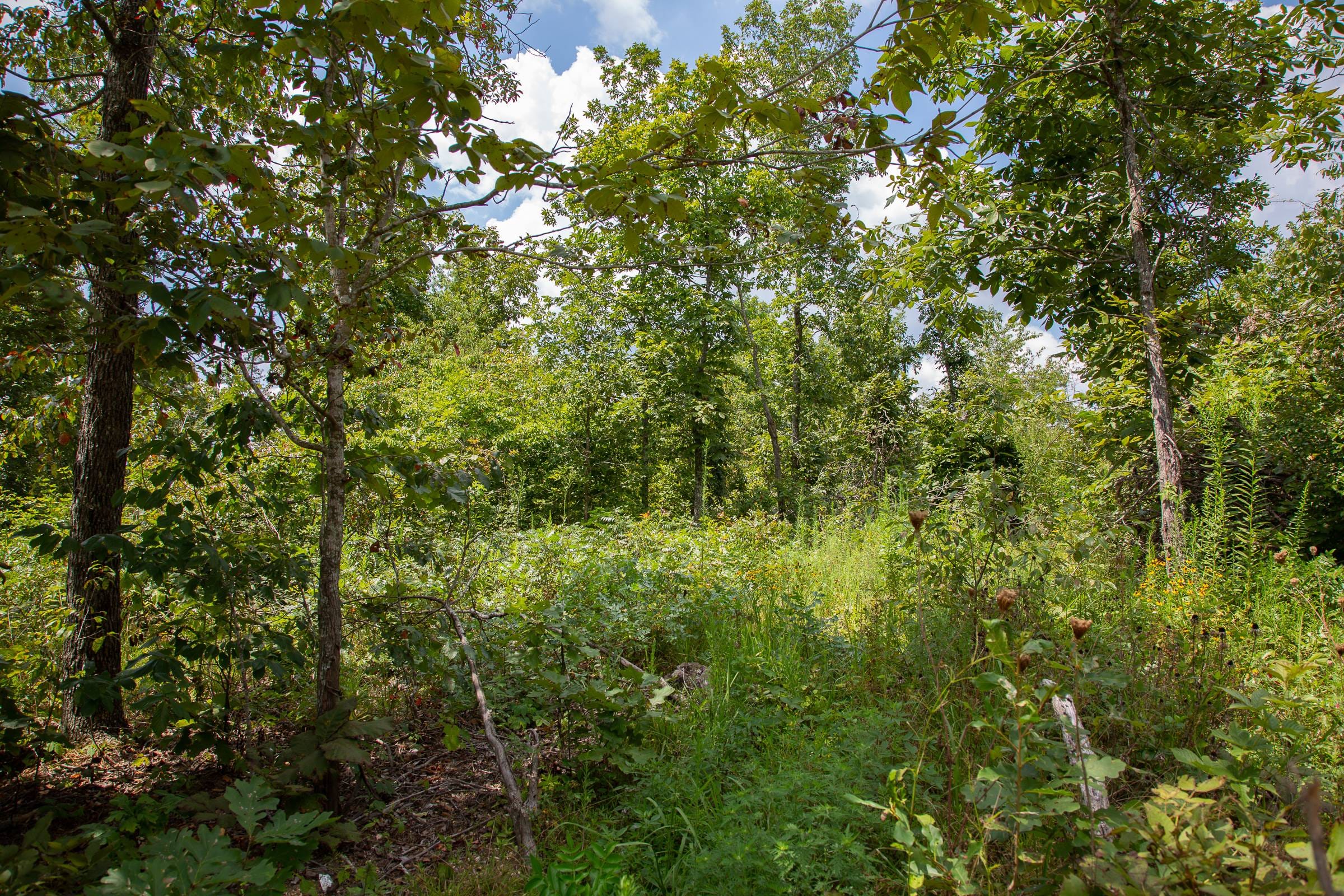 Borgmann’s Hollow Phase I Tract 8 photo 5